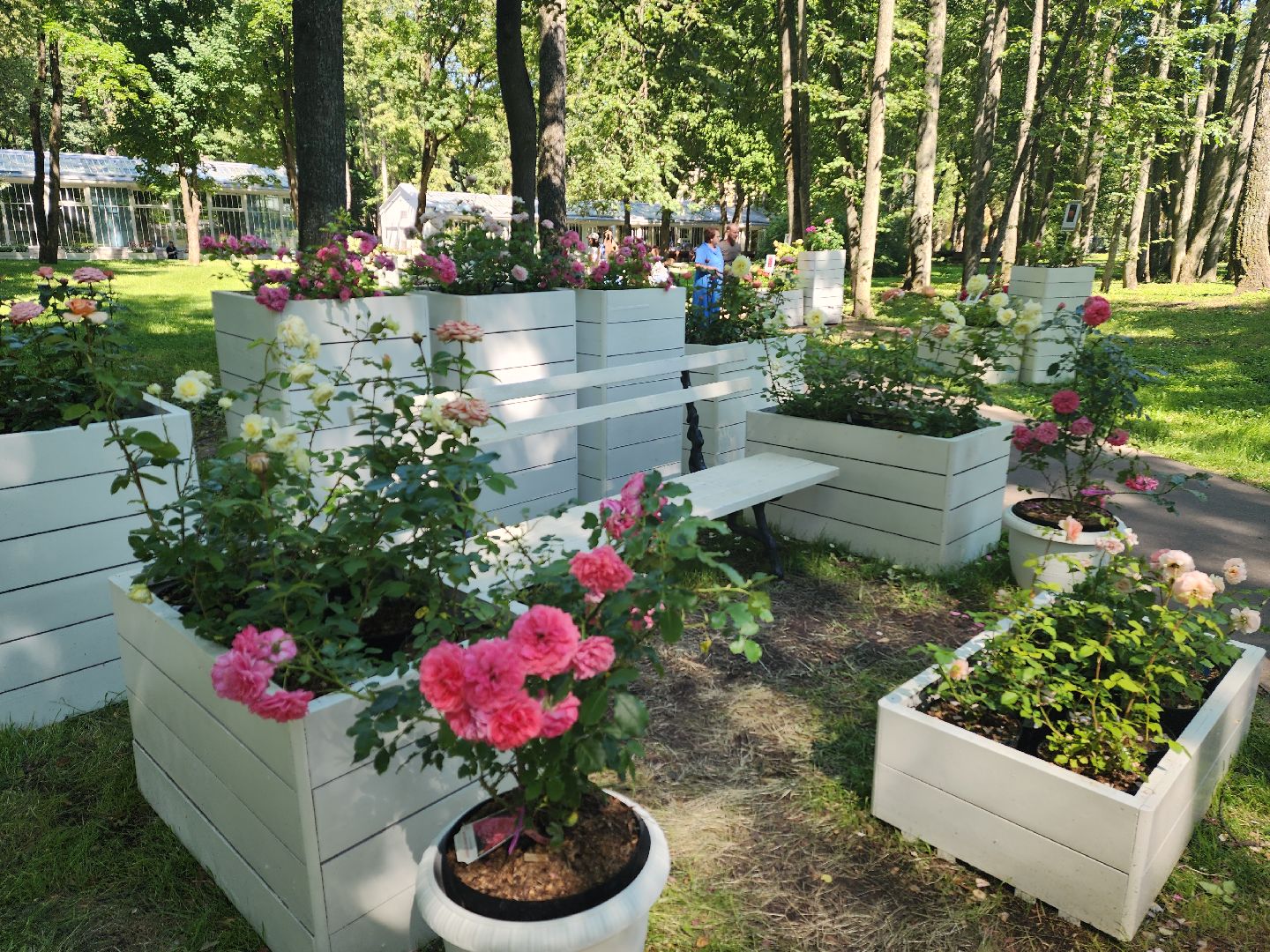 архангельское, красногорск, фестиваль роз,