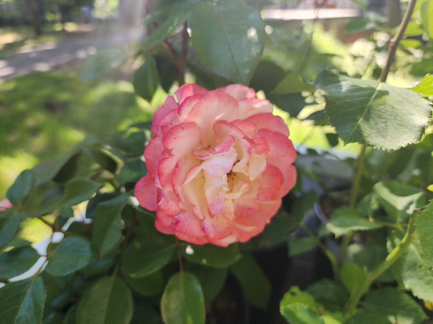 архангельское, красногорск, фестиваль роз,