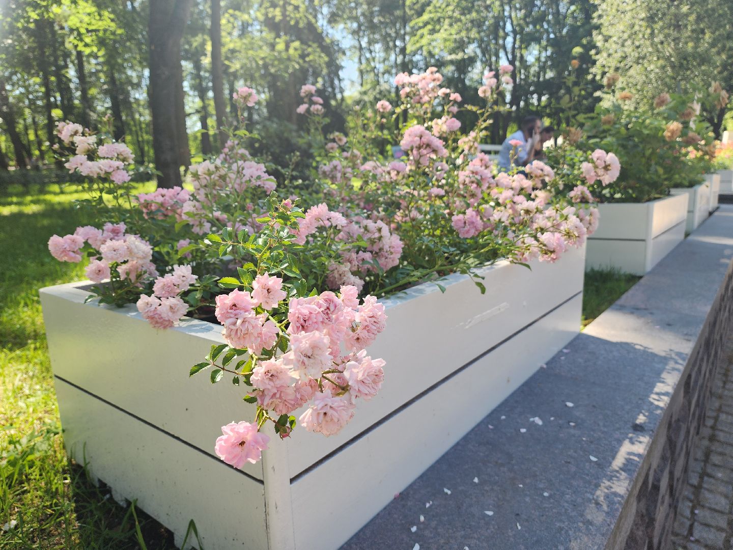 архангельское, красногорск, фестиваль роз,