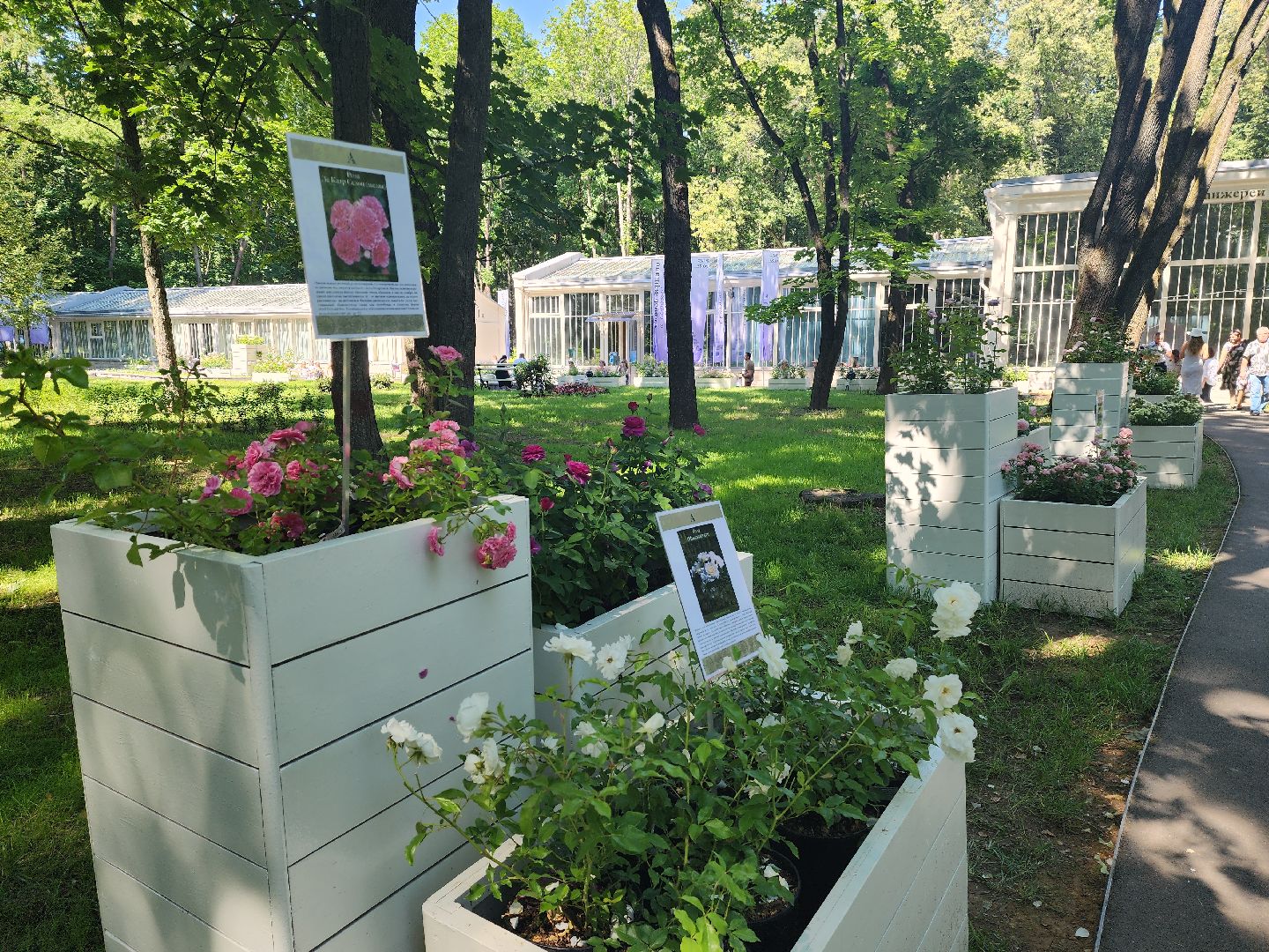 архангельское, красногорск, фестиваль роз,