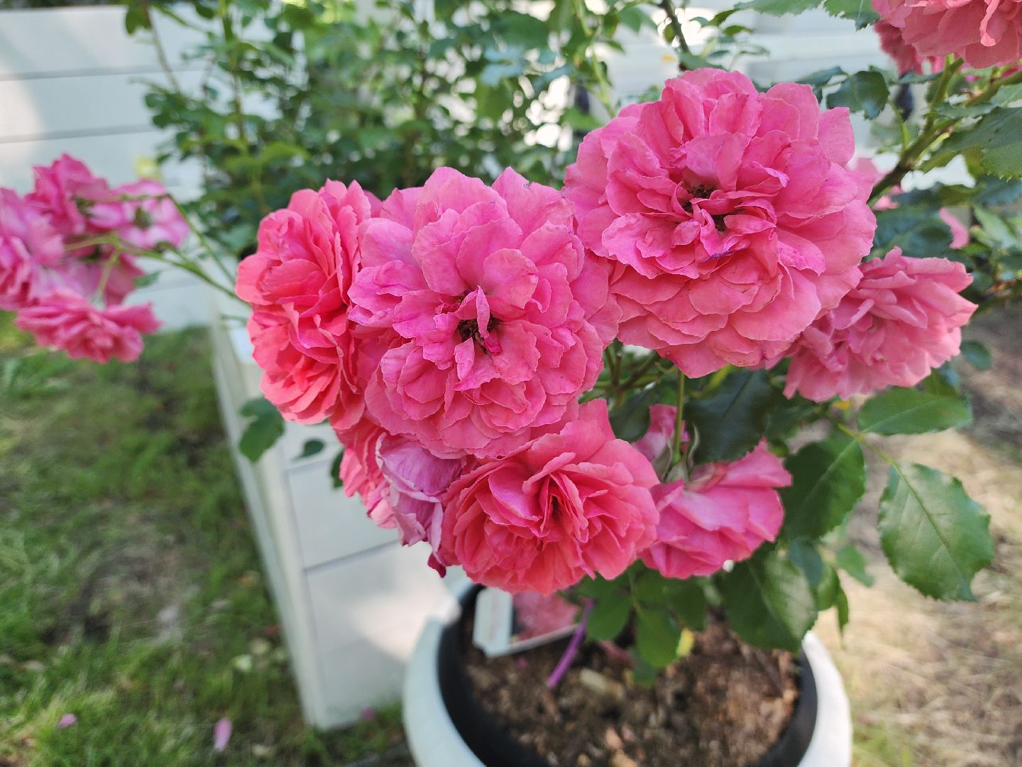 архангельское, красногорск, фестиваль роз,