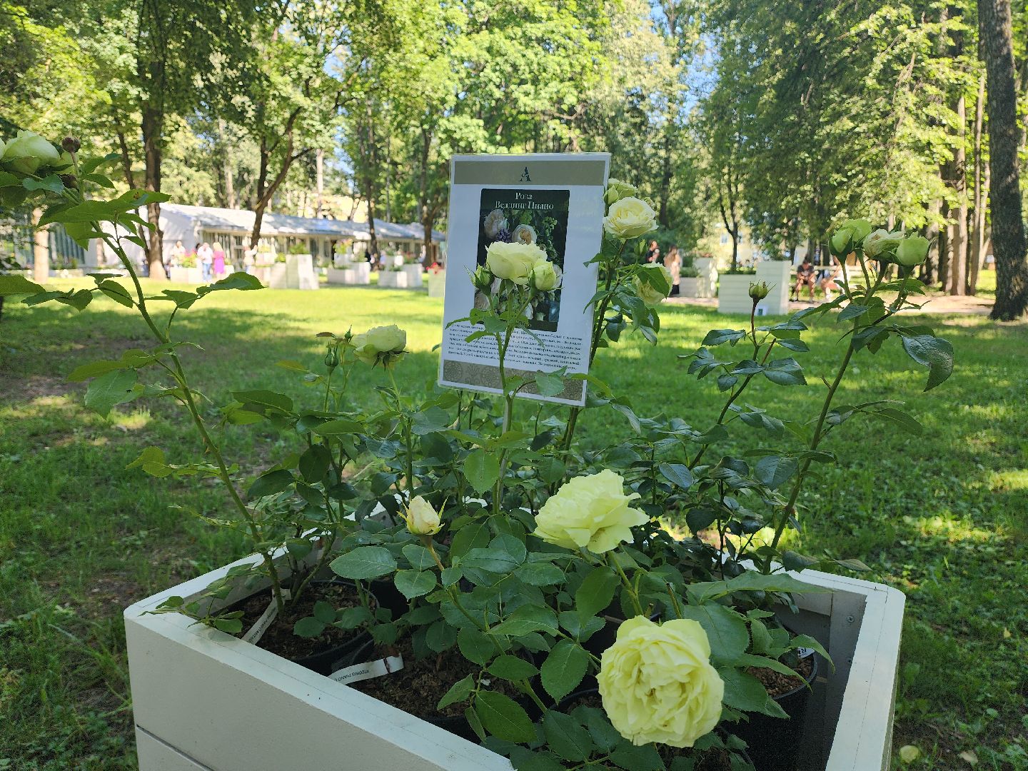 архангельское, красногорск, фестиваль роз,