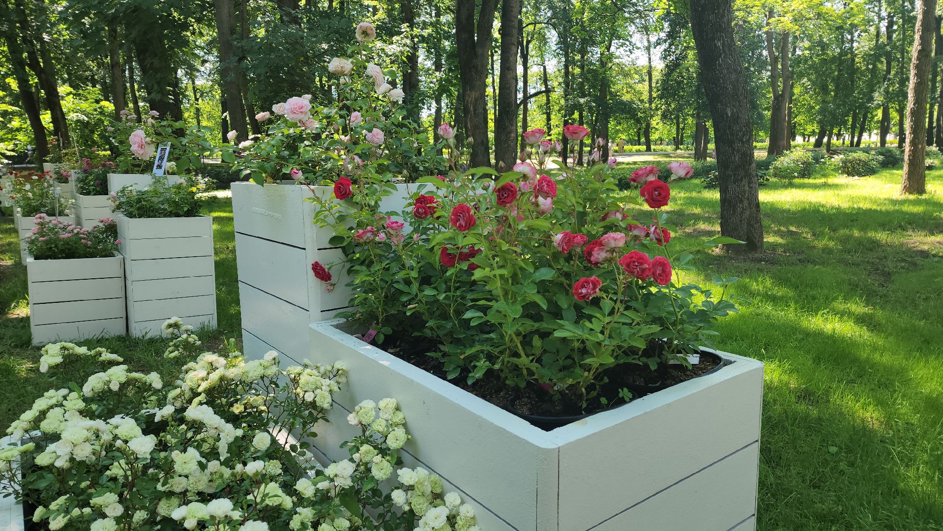 архангельское, красногорск, фестиваль роз,