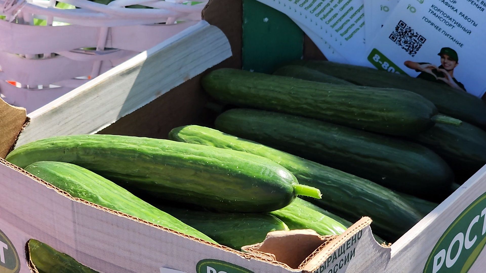 Луховицы, сельское хозяйство, огурец, фермерские продукты,