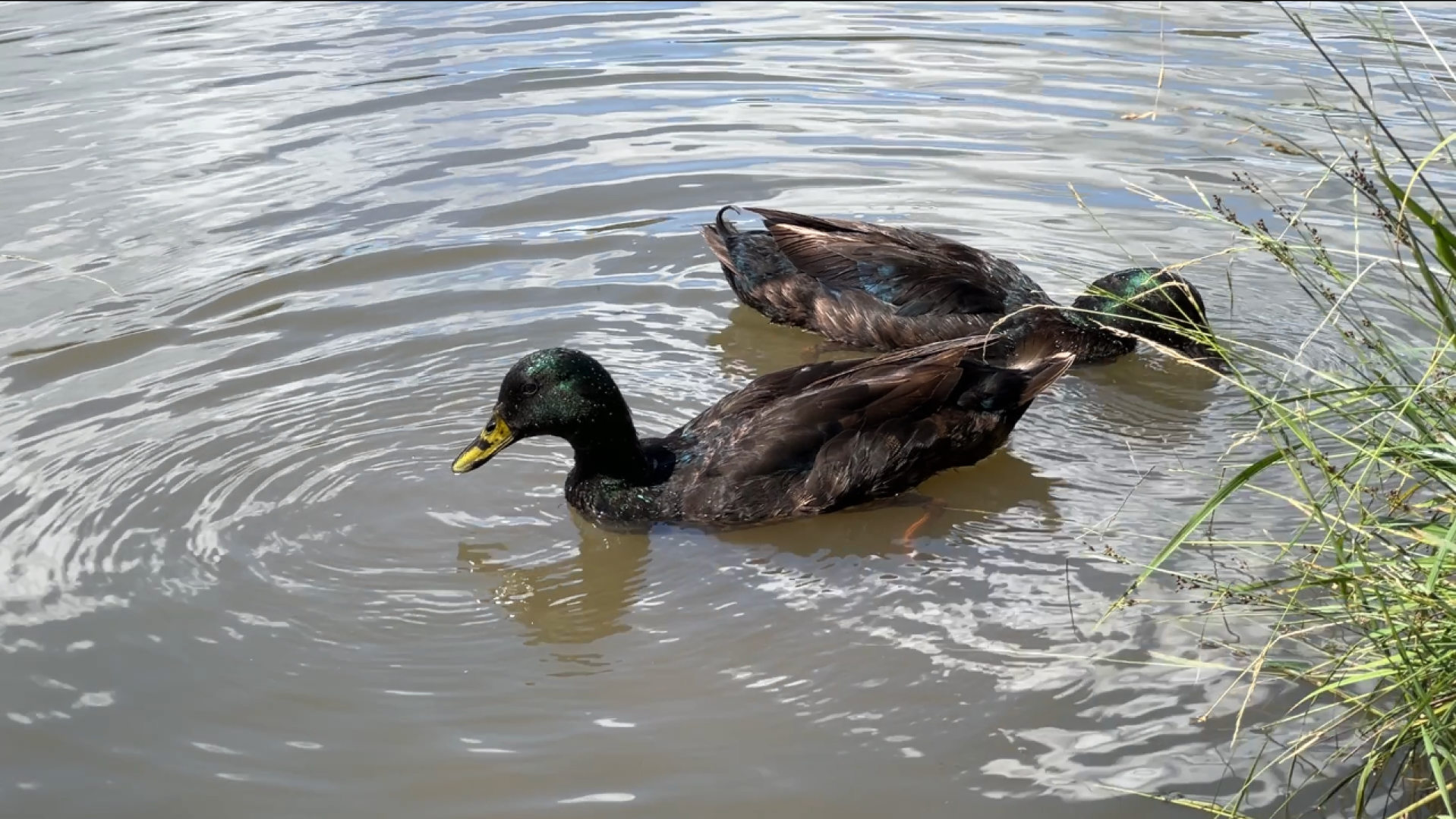 химки, благоустройство, пруд, экология, день семьи любви и верности,
