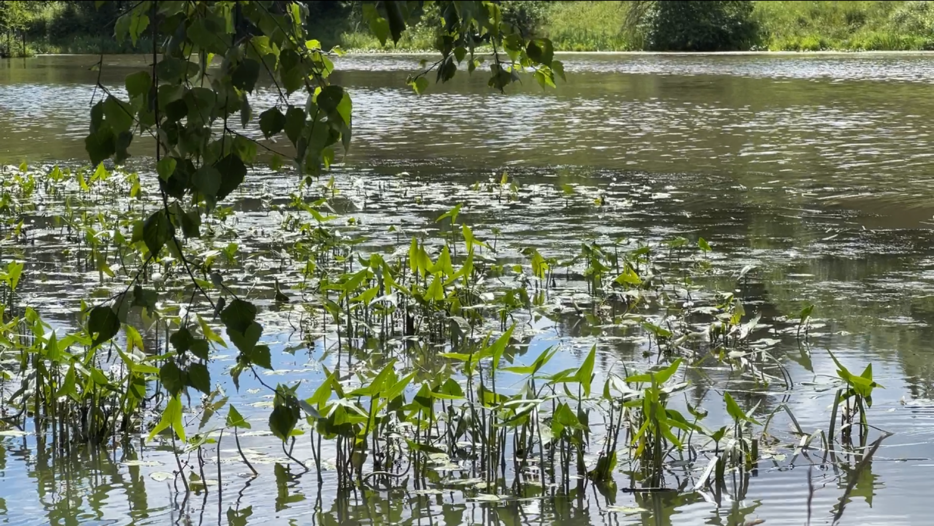 химки, благоустройство, пруд, экология, день семьи любви и верности,