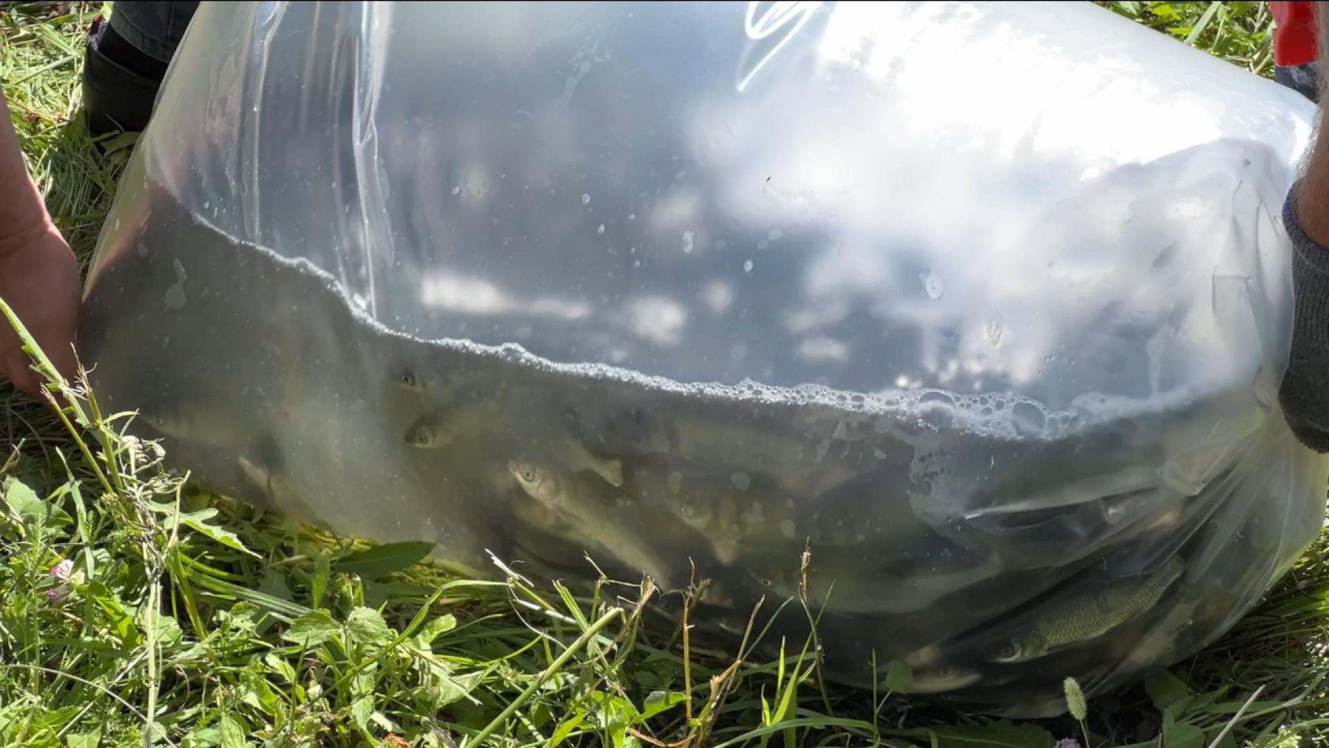 химки, благоустройство, пруд, экология, день семьи любви и верности,