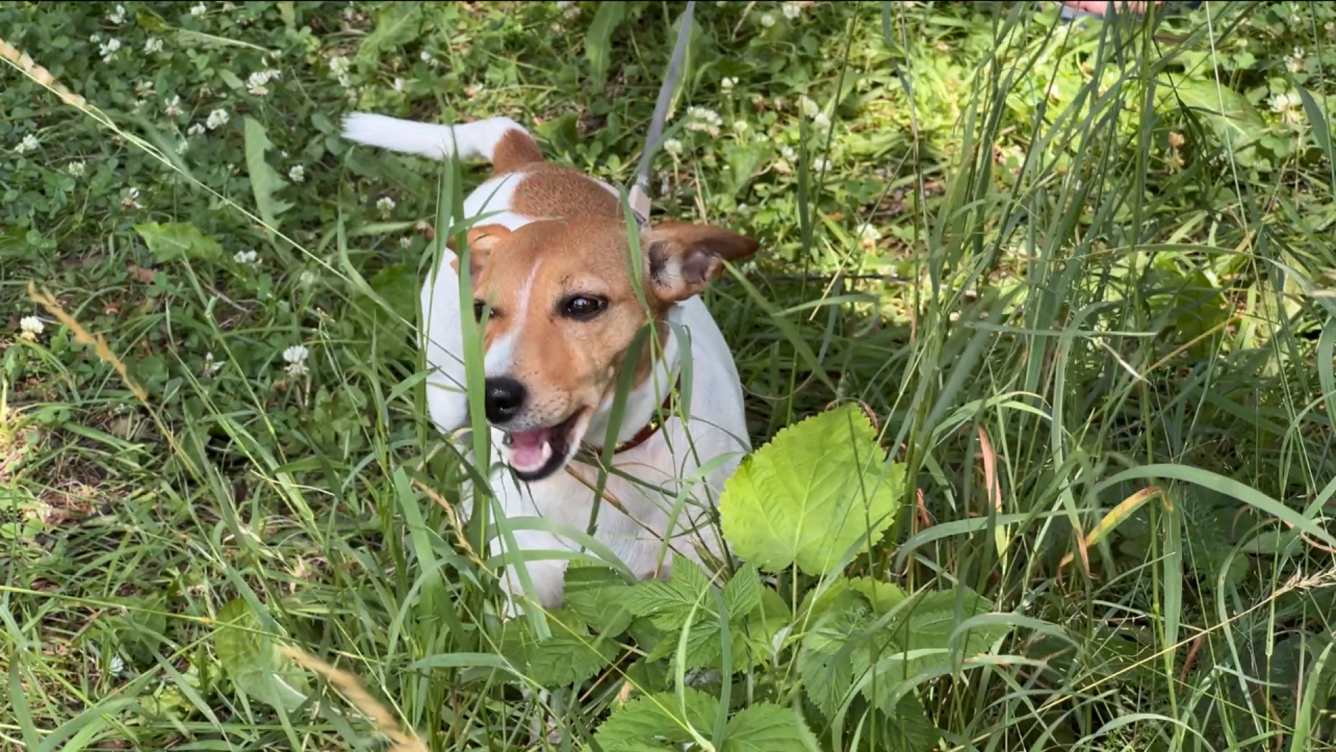 химки, благоустройство, пруд, экология, день семьи любви и верности,