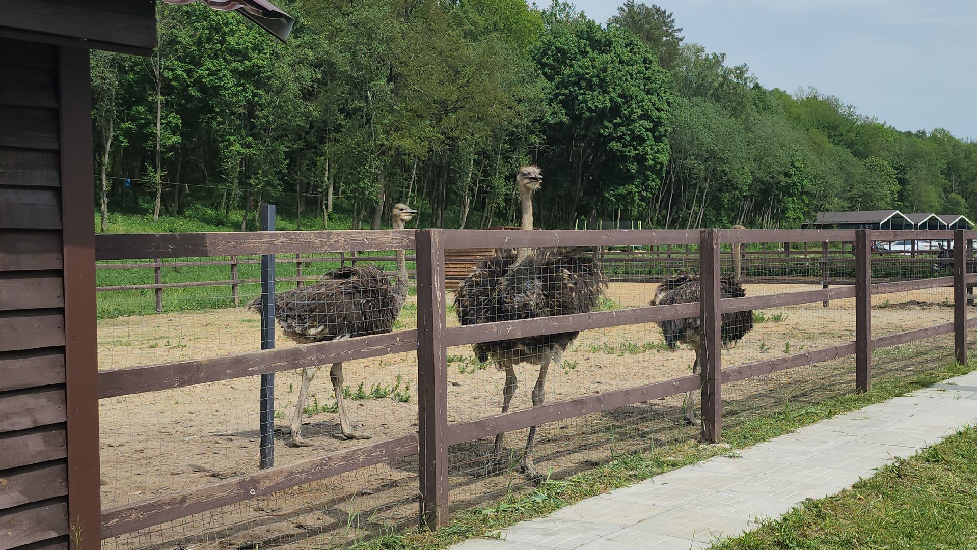 серпухов, подмосковье, бунин ручей, сапборд, зоопарк, альпака, страус, лошадь, корова, туризм в подмосковье, экоферма,