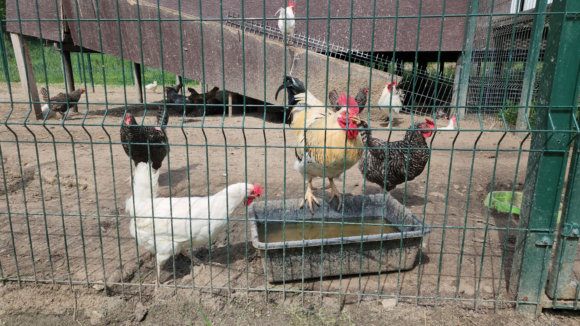 серпухов, подмосковье, бунин ручей, сапборд, зоопарк, альпака, страус, лошадь, корова, туризм в подмосковье, экоферма,