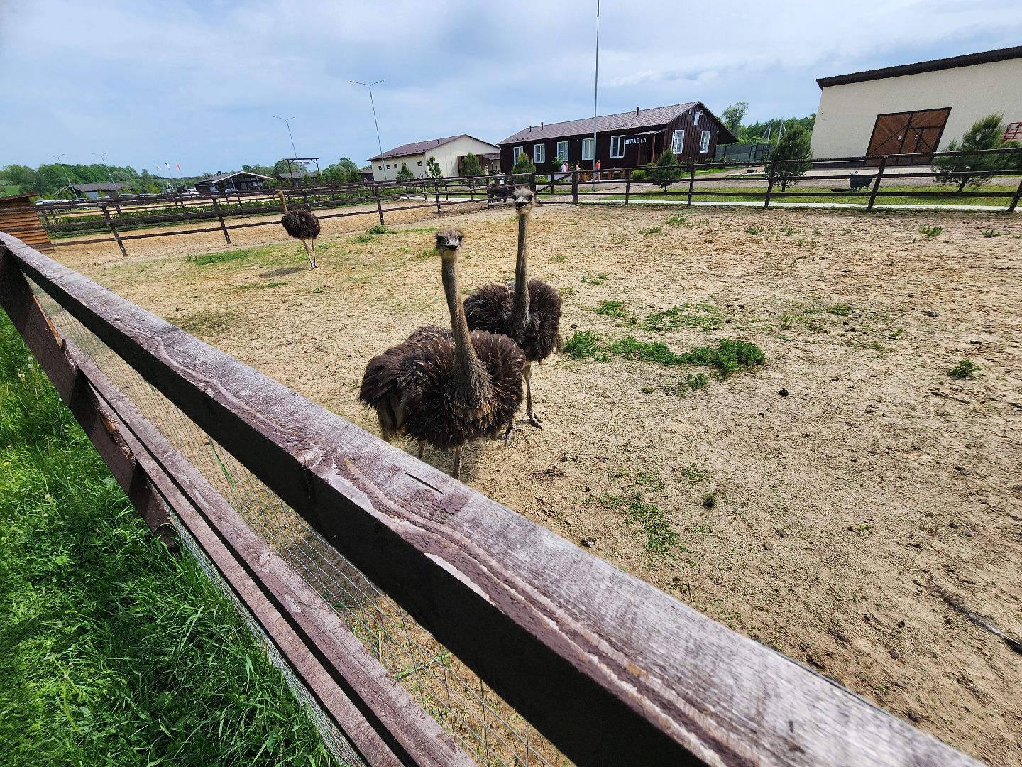 серпухов, подмосковье, бунин ручей, сапборд, зоопарк, альпака, страус, лошадь, корова, туризм в подмосковье, экоферма,