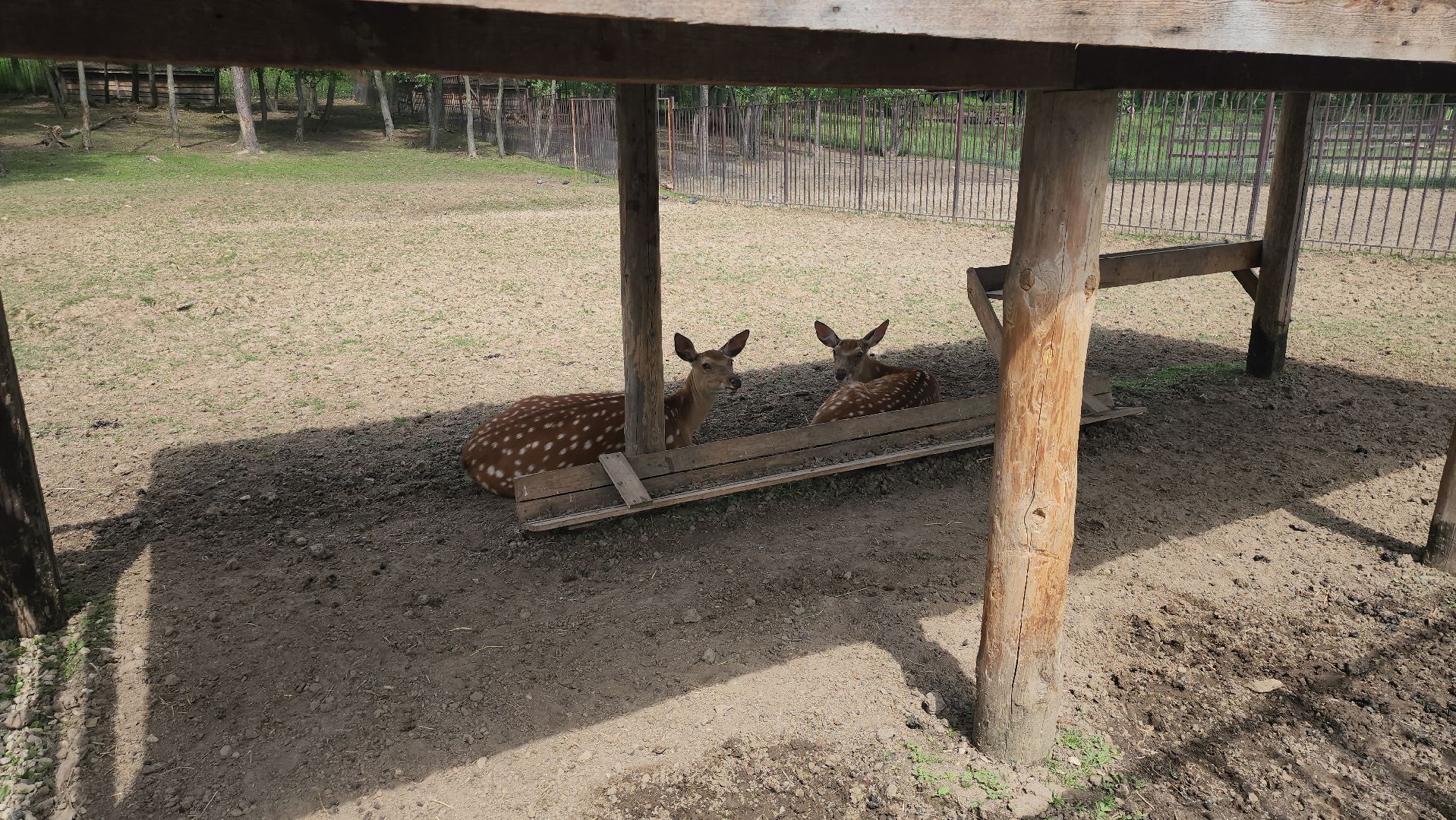 серпухов, подмосковье, бунин ручей, сапборд, зоопарк, альпака, страус, лошадь, корова, туризм в подмосковье, экоферма,