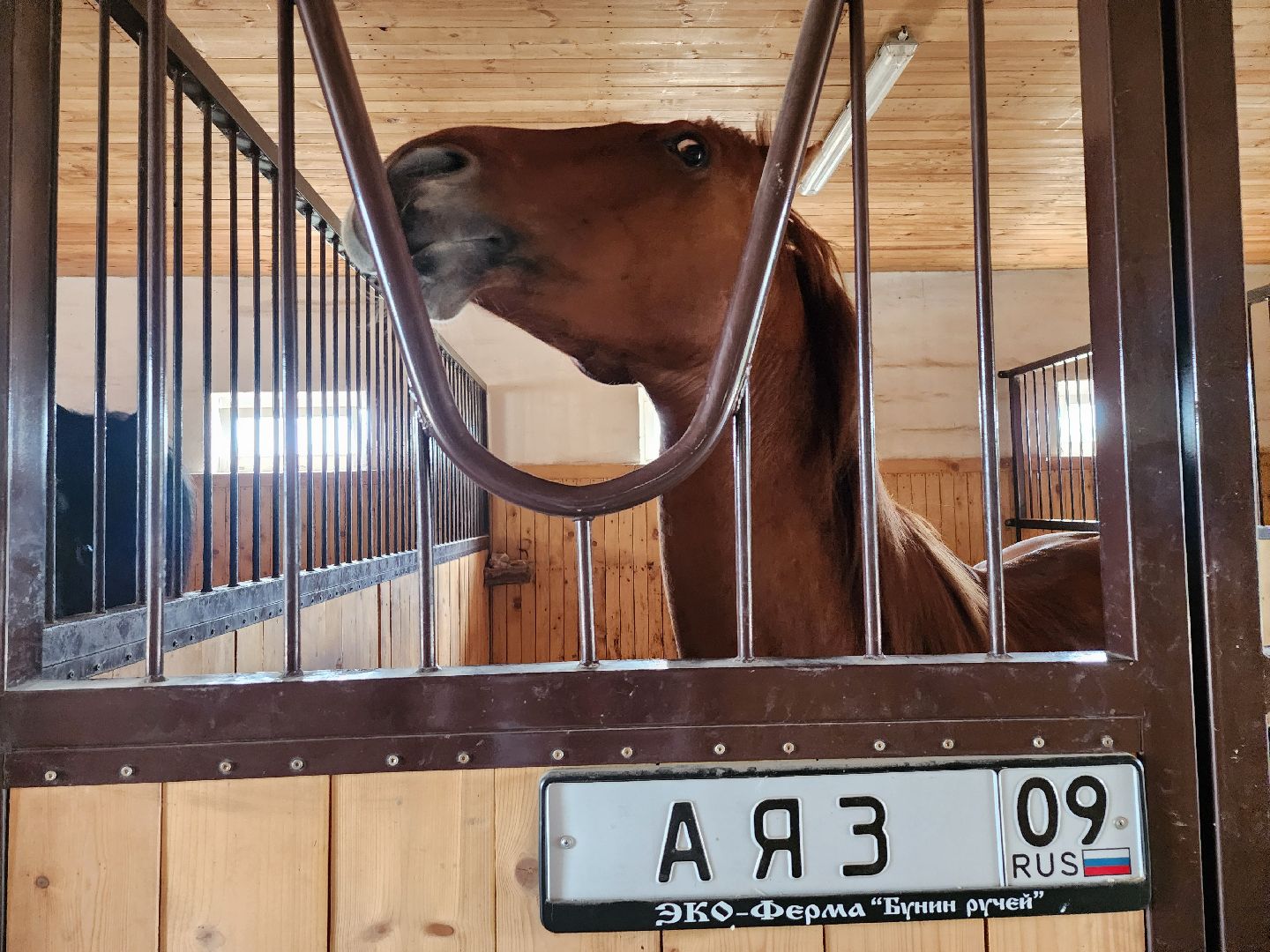 серпухов, подмосковье, бунин ручей, сапборд, зоопарк, альпака, страус, лошадь, корова, туризм в подмосковье, экоферма,