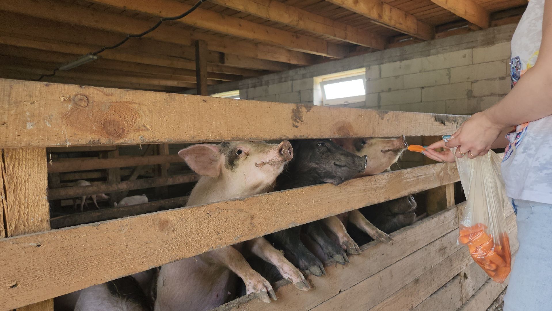 серпухов, подмосковье, бунин ручей, сапборд, зоопарк, альпака, страус, лошадь, корова, туризм в подмосковье, экоферма,