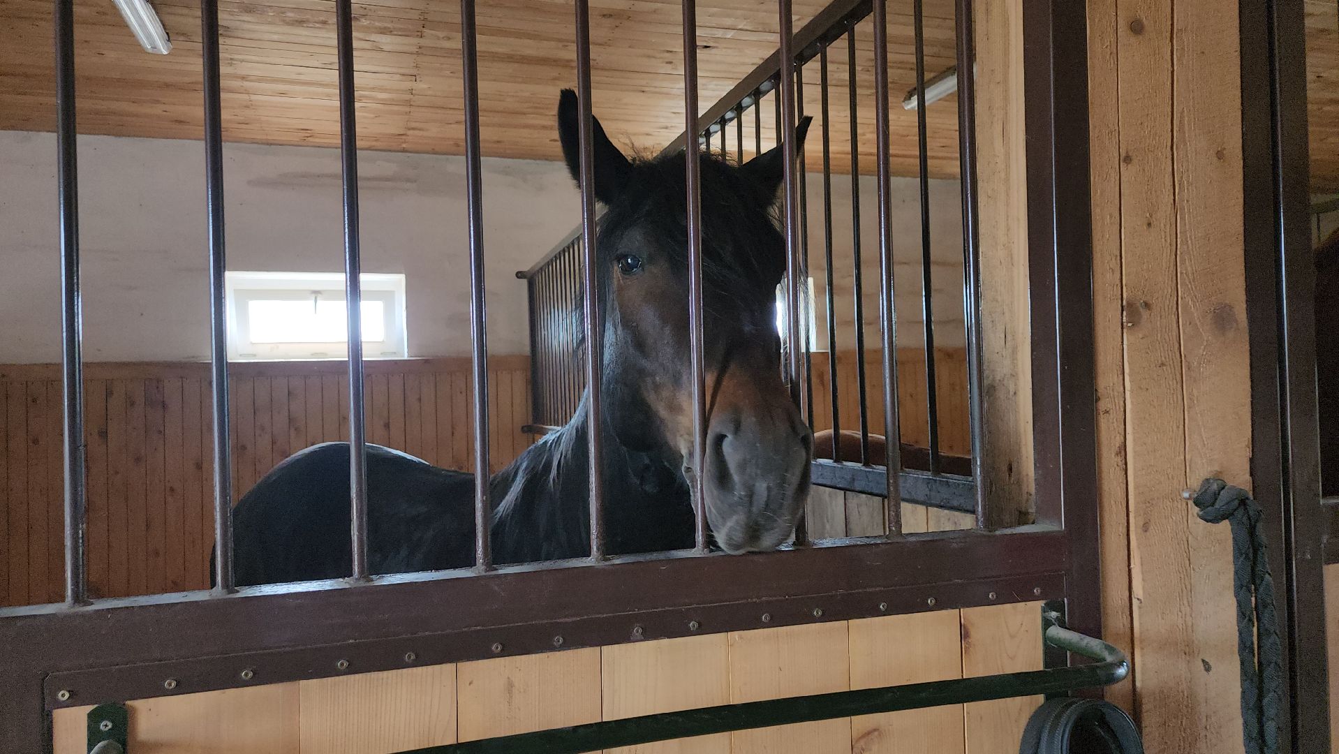 серпухов, подмосковье, бунин ручей, сапборд, зоопарк, альпака, страус, лошадь, корова, туризм в подмосковье, экоферма,