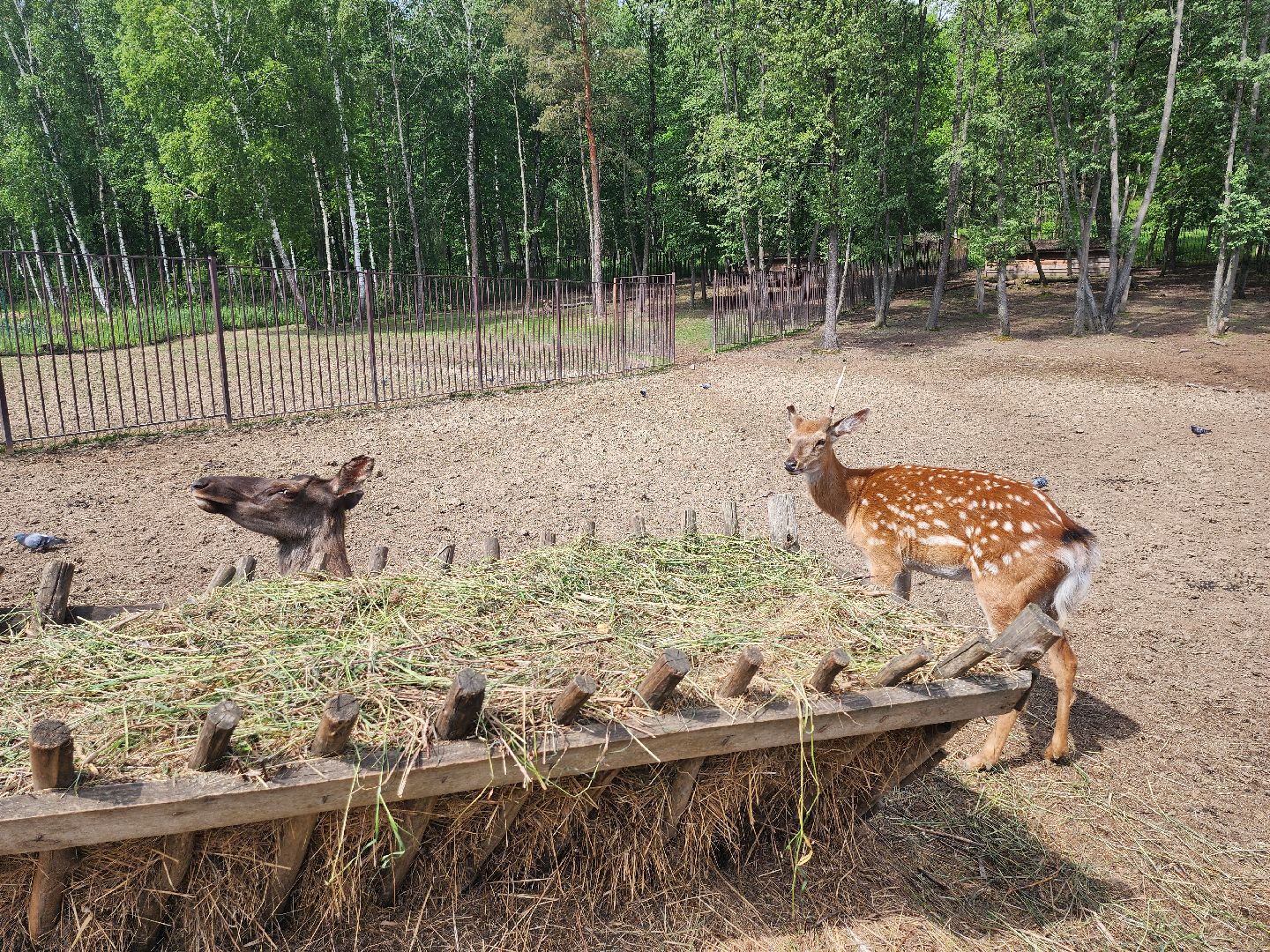 серпухов, подмосковье, бунин ручей, сапборд, зоопарк, альпака, страус, лошадь, корова, туризм в подмосковье, экоферма,
