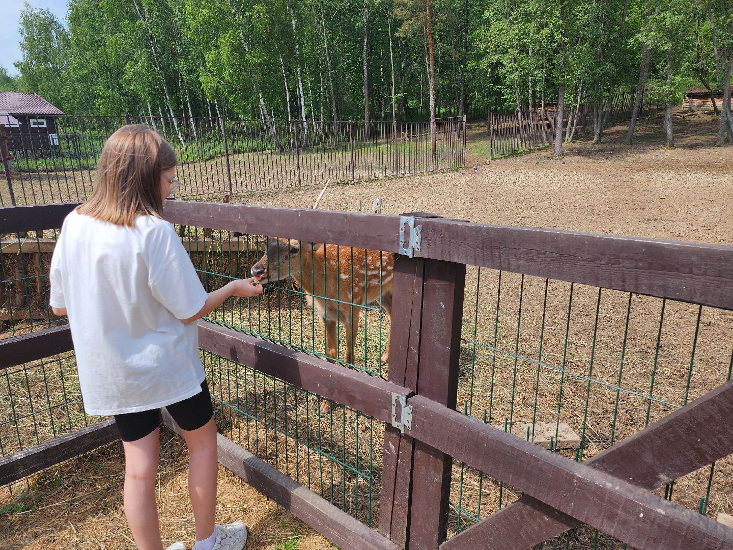 серпухов, подмосковье, бунин ручей, сапборд, зоопарк, альпака, страус, лошадь, корова, туризм в подмосковье, экоферма,