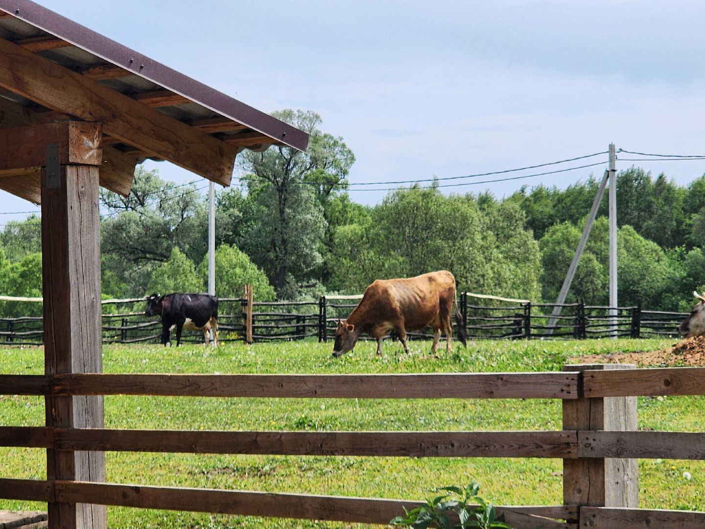 серпухов, подмосковье, бунин ручей, сапборд, зоопарк, альпака, страус, лошадь, корова, туризм в подмосковье, экоферма,
