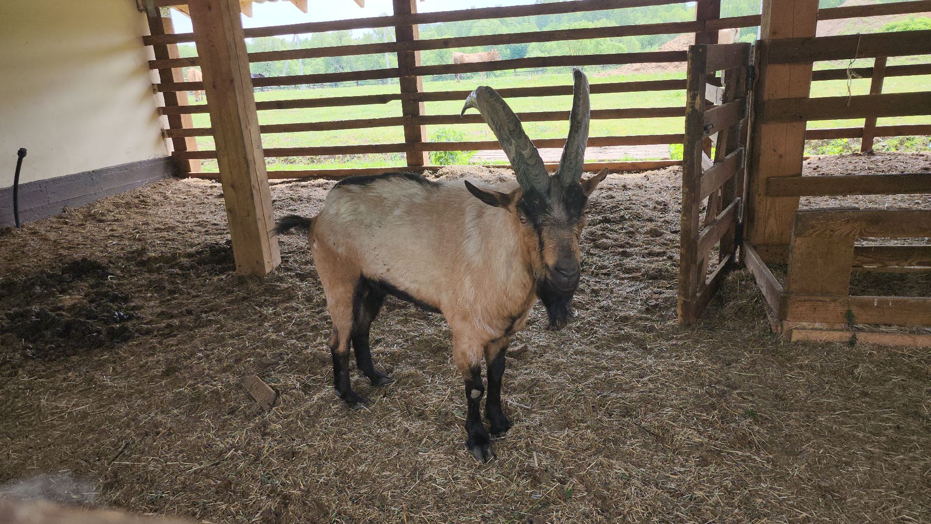 серпухов, подмосковье, бунин ручей, сапборд, зоопарк, альпака, страус, лошадь, корова, туризм в подмосковье, экоферма,