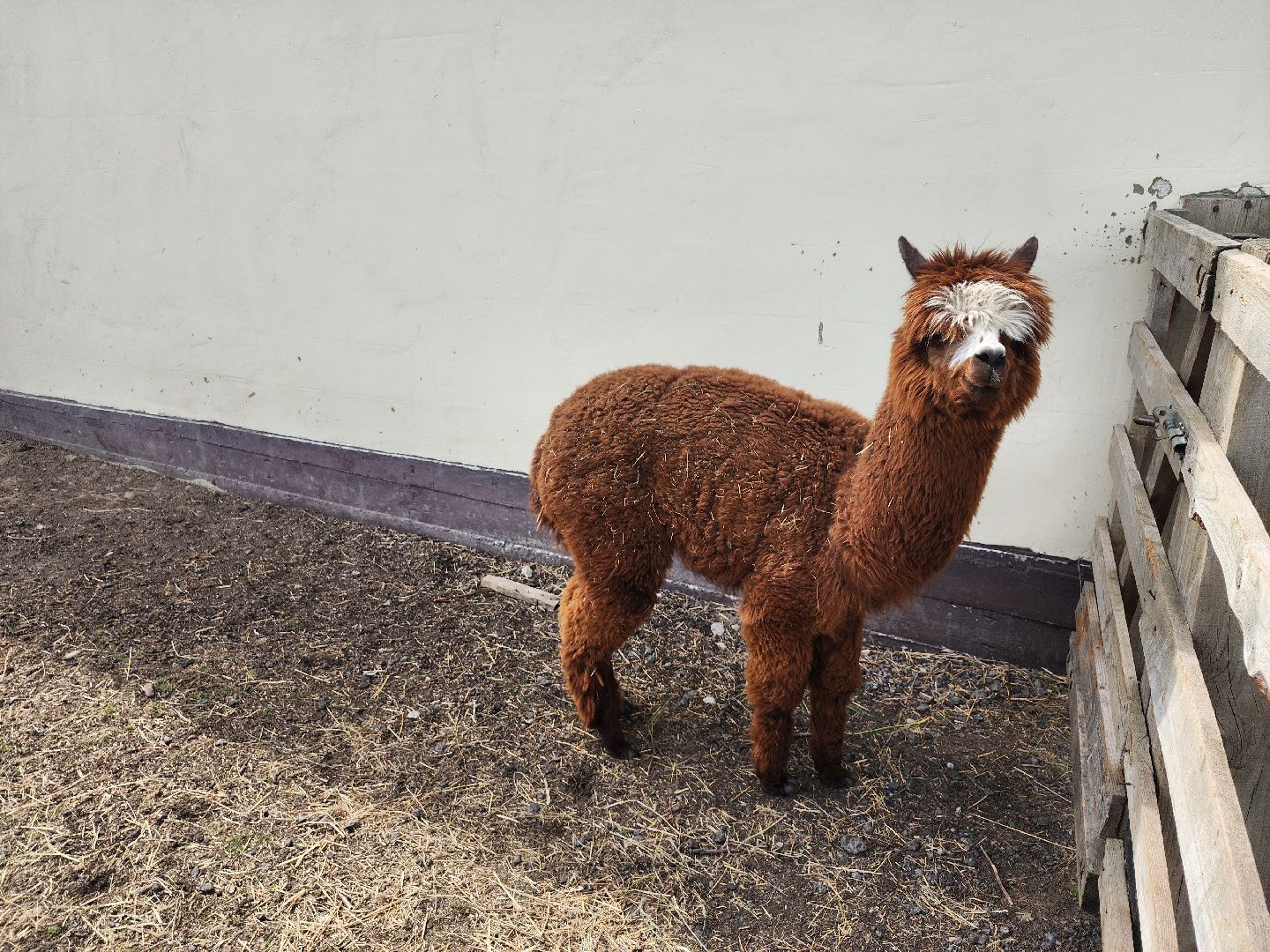 серпухов, подмосковье, бунин ручей, сапборд, зоопарк, альпака, страус, лошадь, корова, туризм в подмосковье, экоферма,