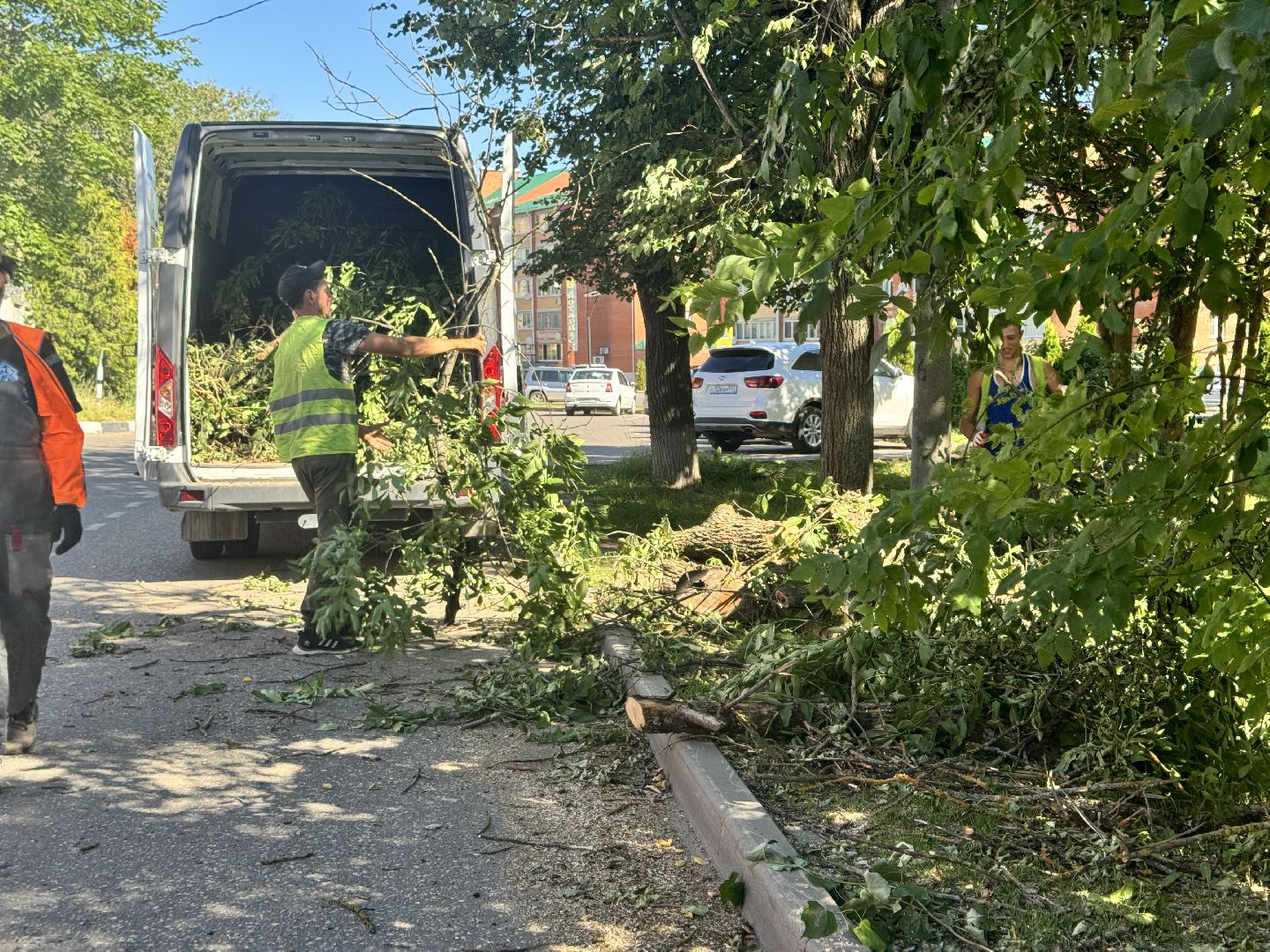 шаховская, дерево, упавшие деревья,коммунальная служба,