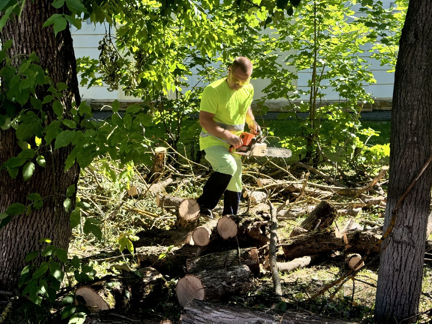 шаховская, дерево, упавшие деревья,коммунальная служба,