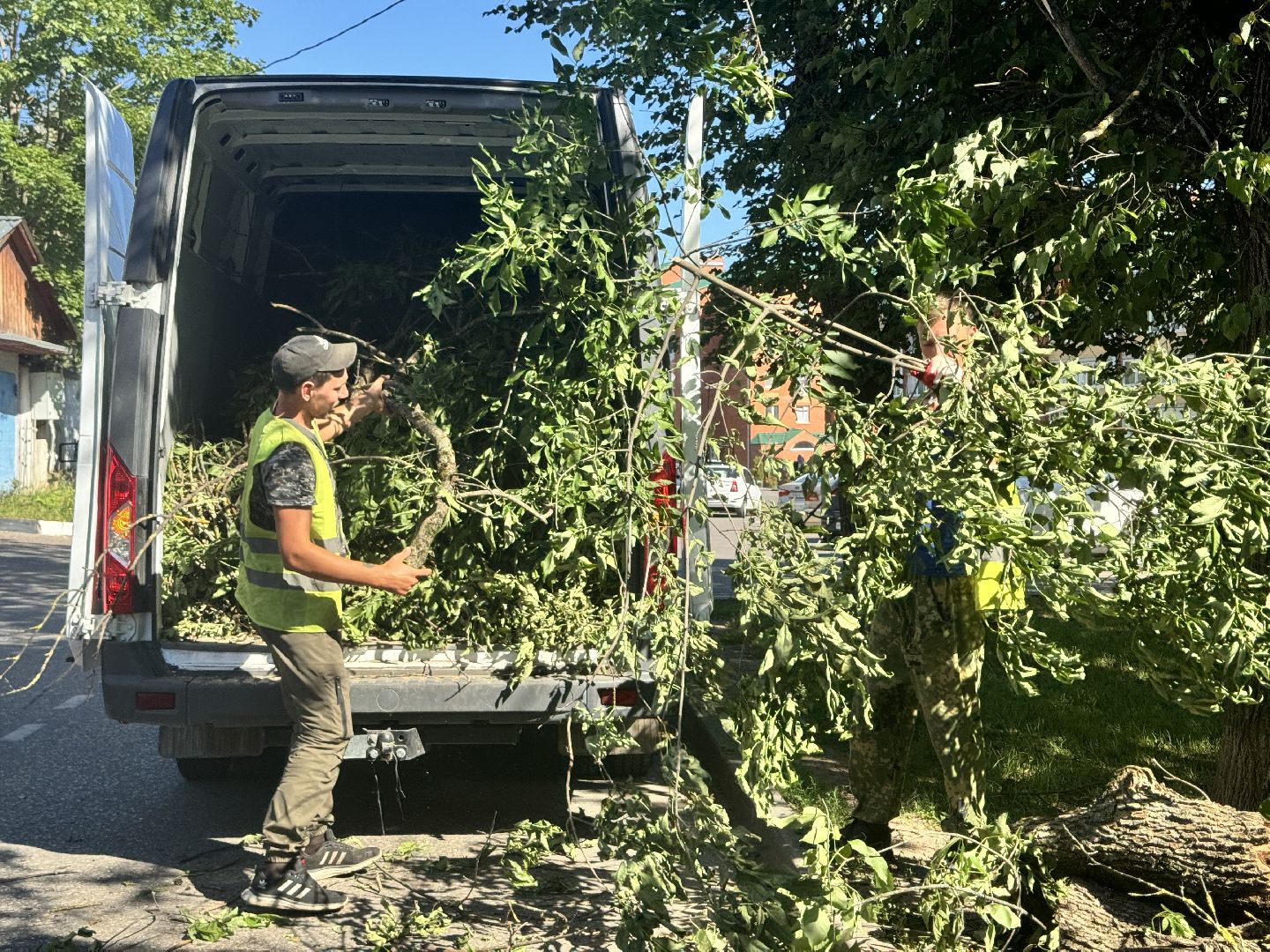 шаховская, дерево, упавшие деревья,коммунальная служба,