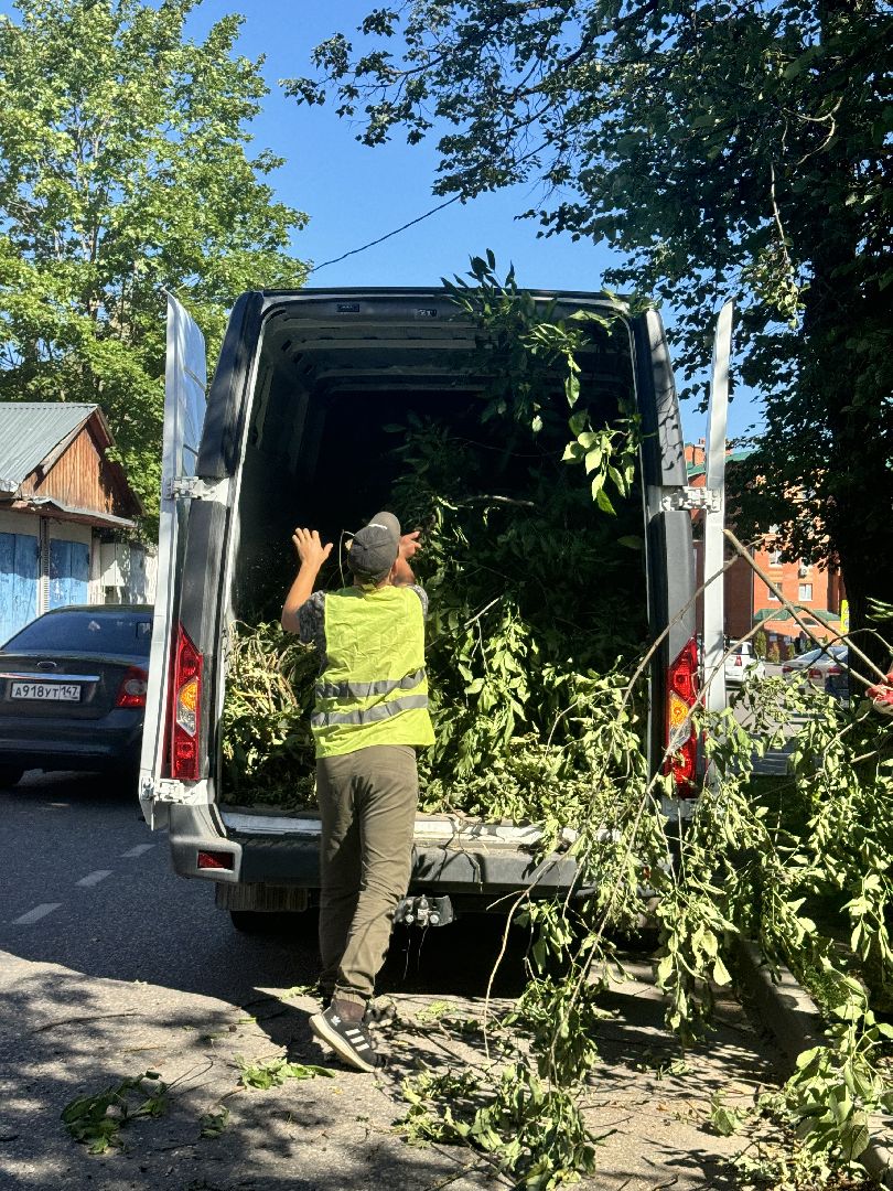 шаховская, дерево, упавшие деревья,коммунальная служба,