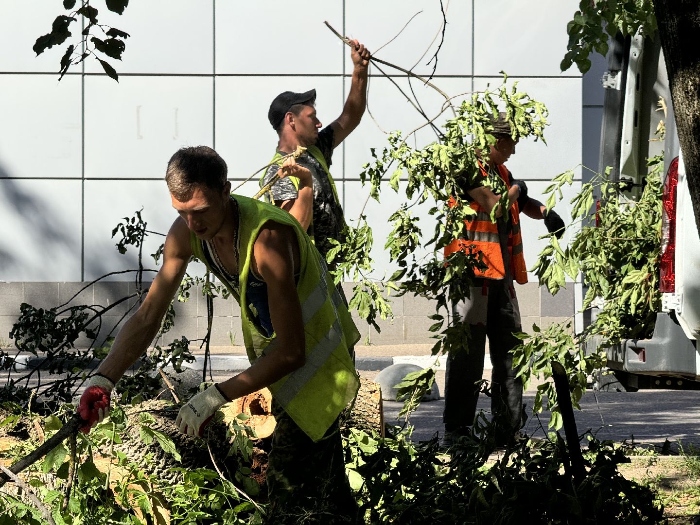 шаховская, дерево, упавшие деревья,коммунальная служба,