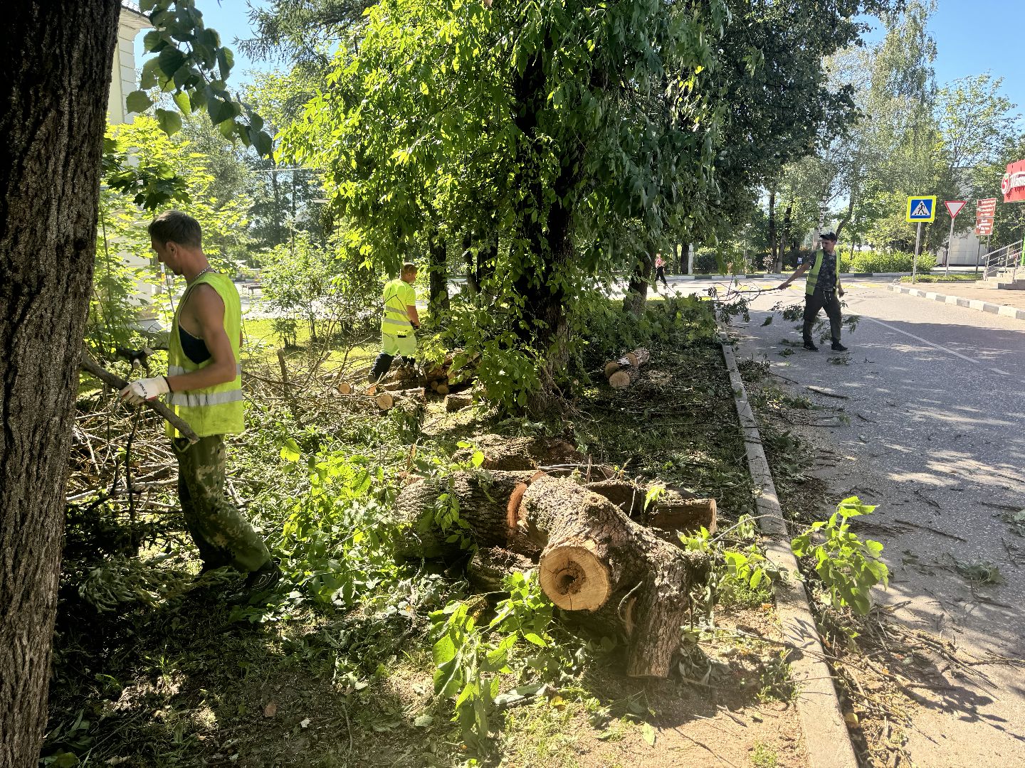 шаховская, дерево, упавшие деревья,коммунальная служба,