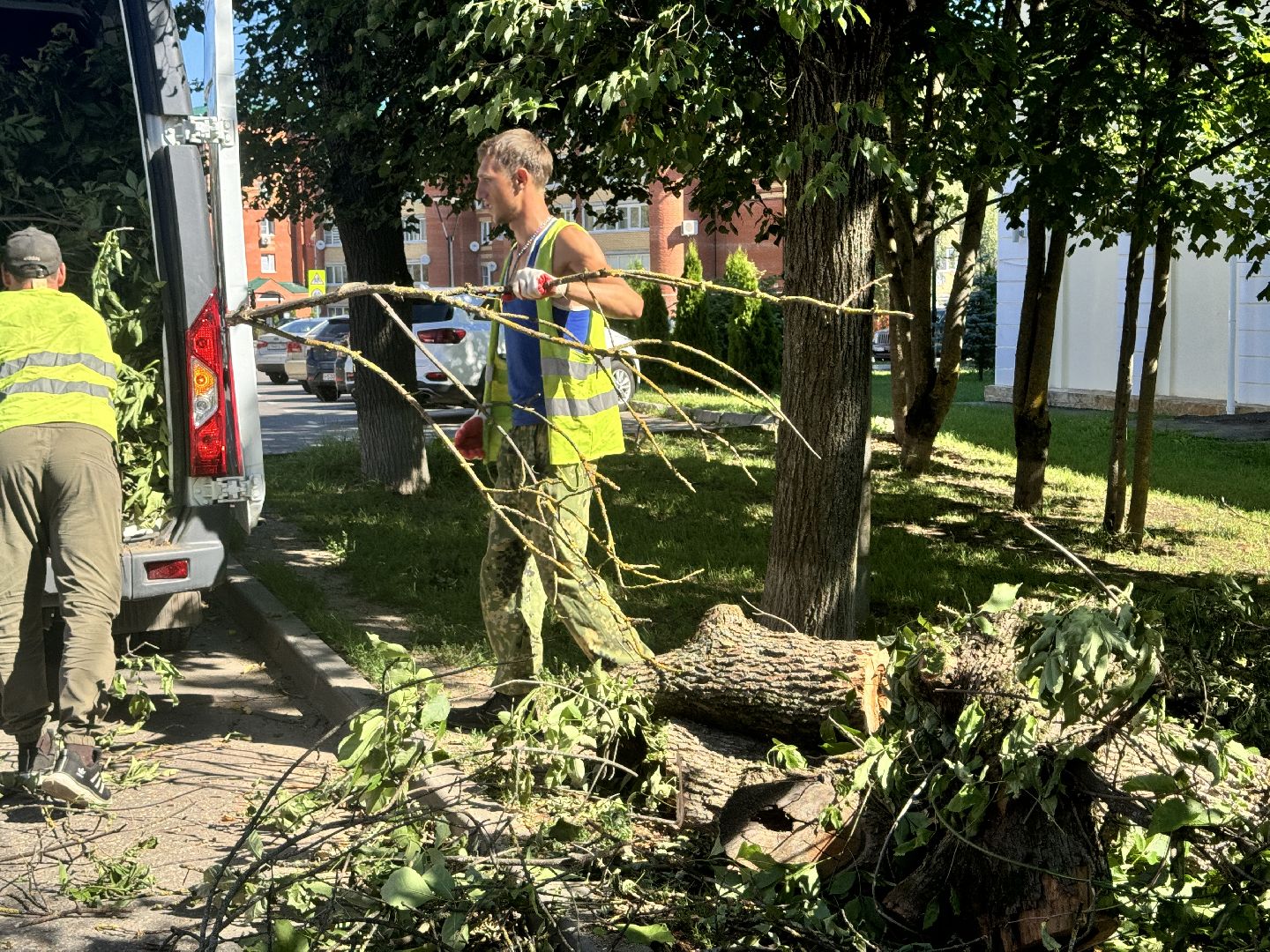 шаховская, дерево, упавшие деревья,коммунальная служба,