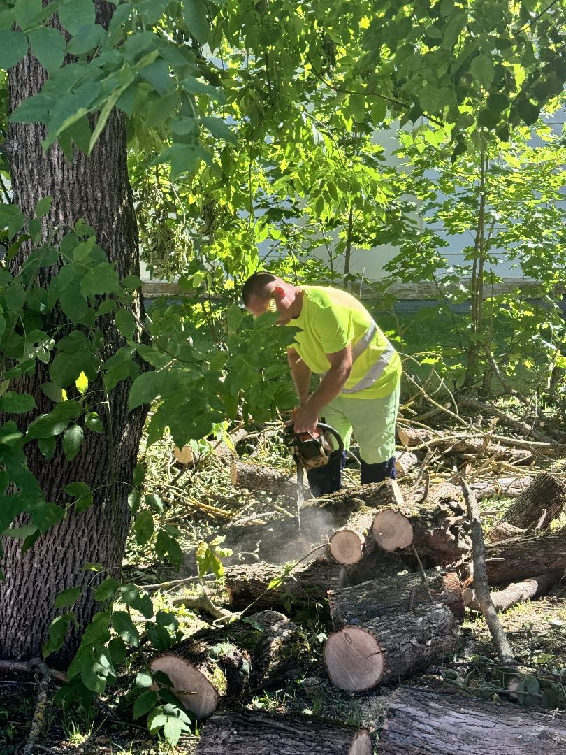 шаховская, дерево, упавшие деревья,коммунальная служба,