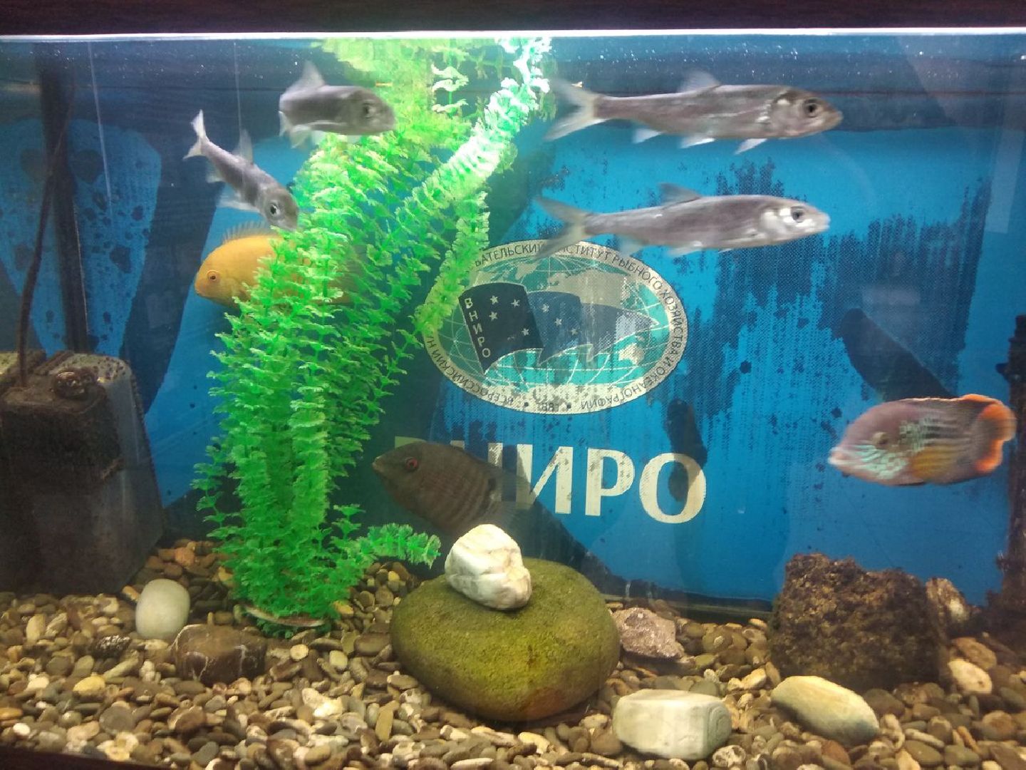 Дмитров, ВНИРО, ВНИИПРХ, Минэкологии МО