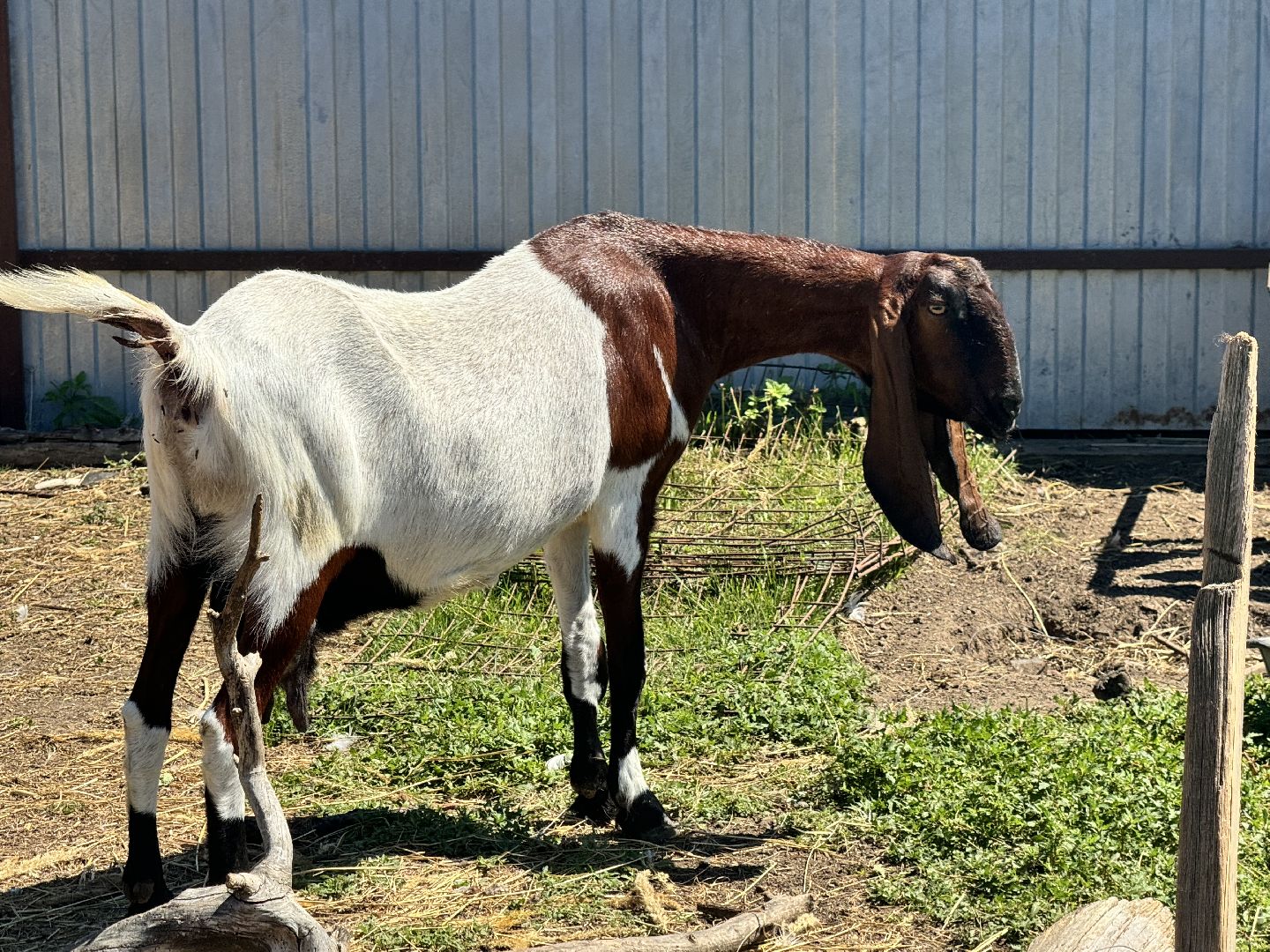 шаховская, агротуризм, сельское хозяйство,