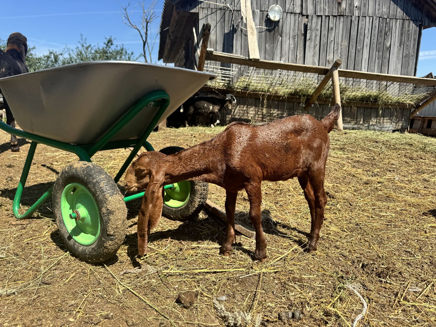 шаховская, агротуризм, сельское хозяйство,