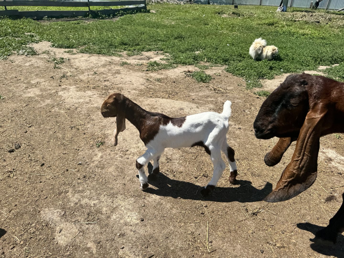шаховская, агротуризм, сельское хозяйство,