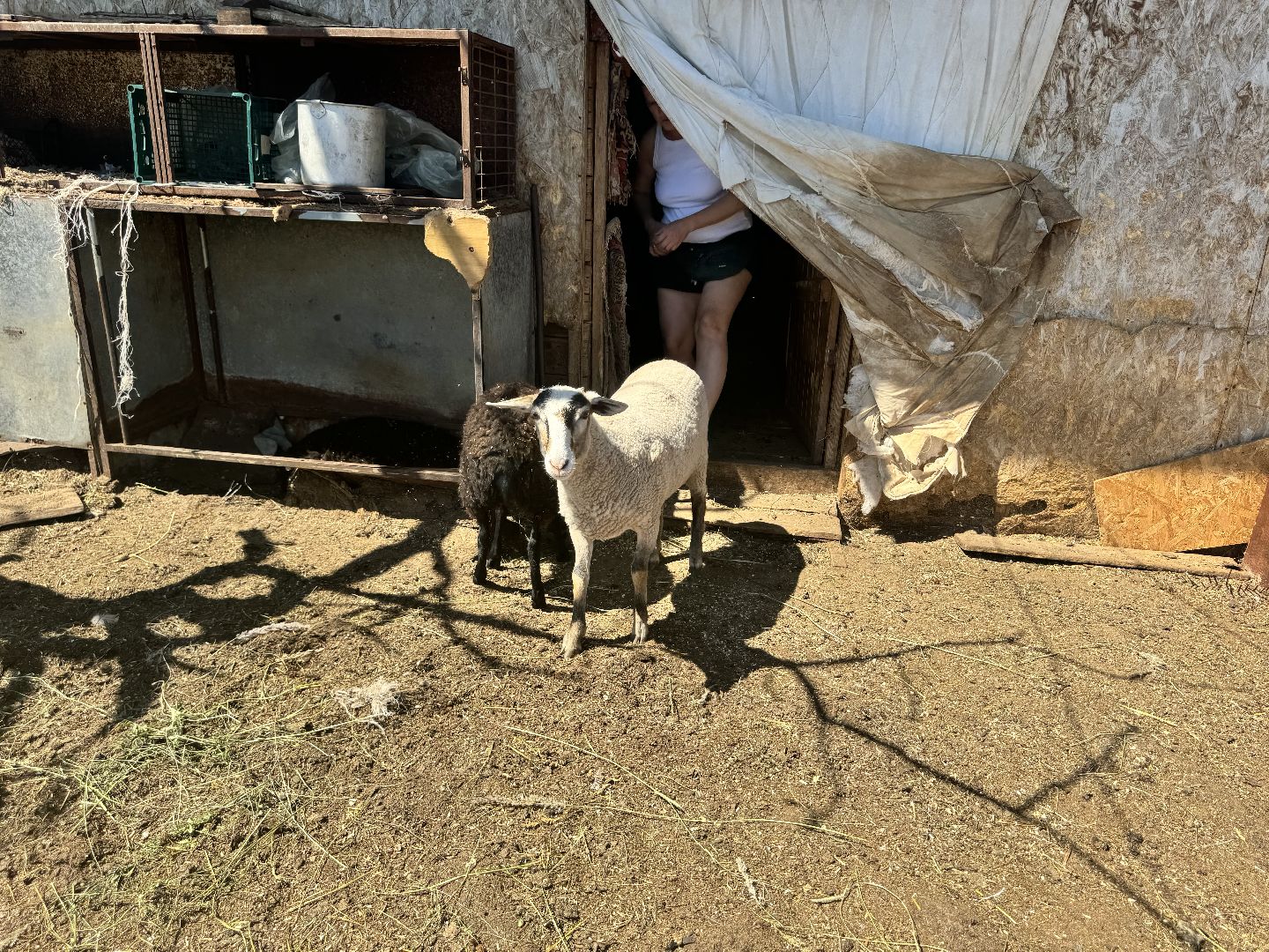 шаховская, агротуризм, сельское хозяйство,