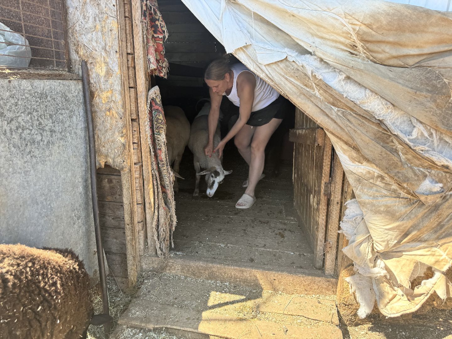 шаховская, агротуризм, сельское хозяйство,