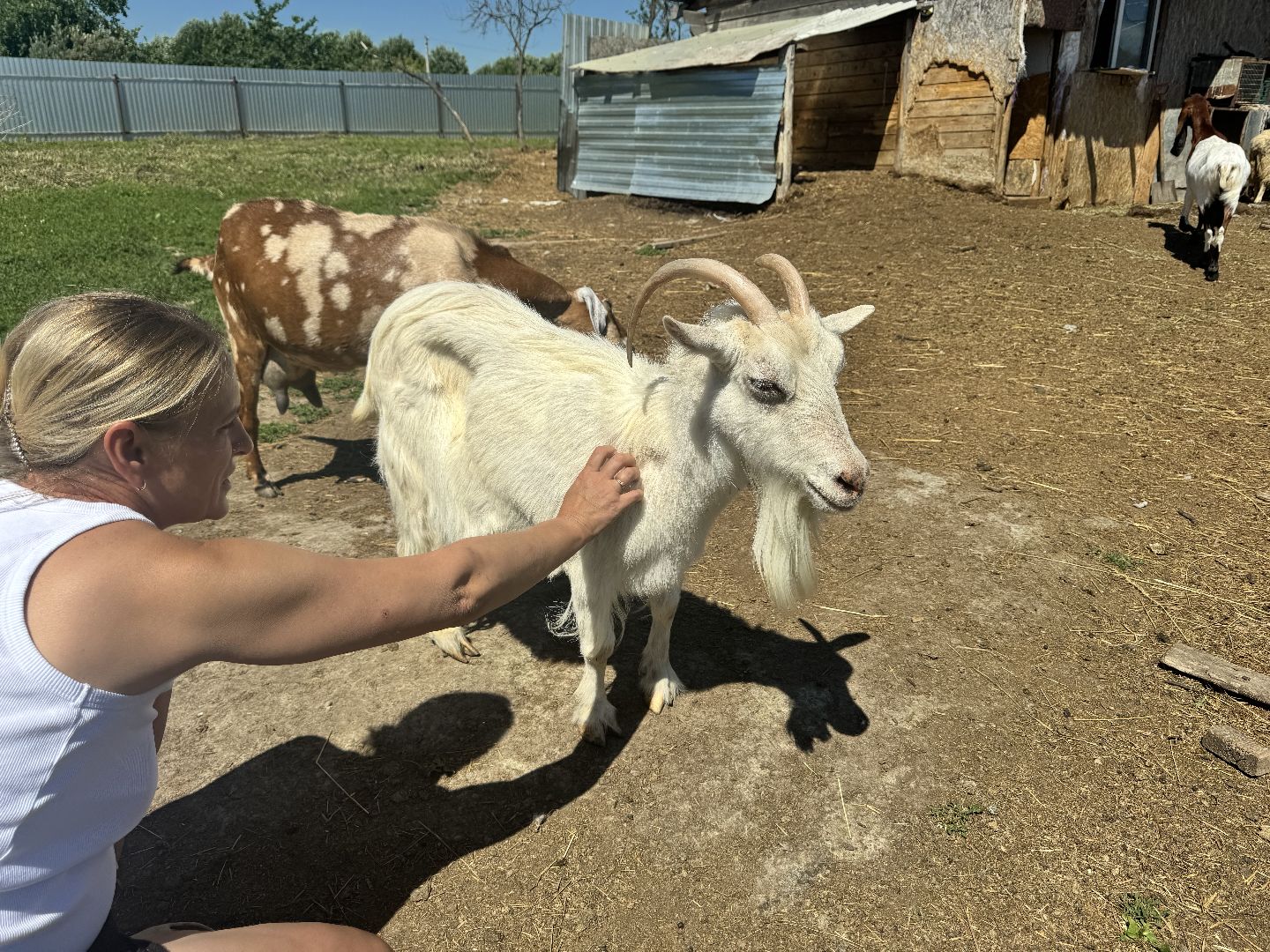 шаховская, агротуризм, сельское хозяйство,