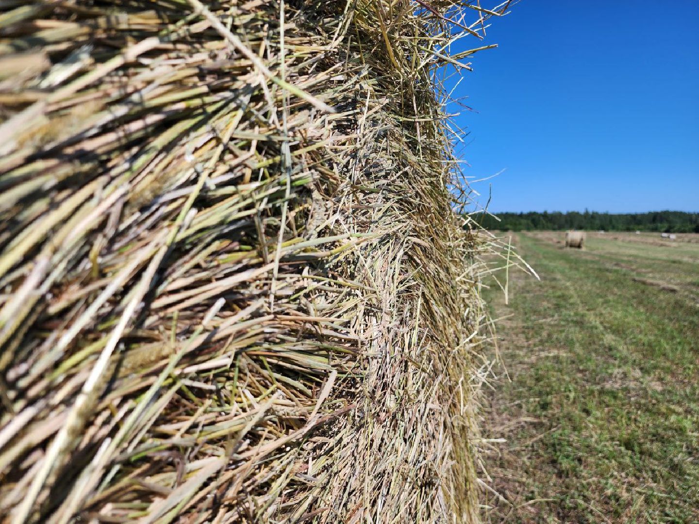 можайск, можайский городской округ, поодмосковье, сельхозпредприятие, колхоз, заготовка сена, сено, сельское хозяйство, аграрии,