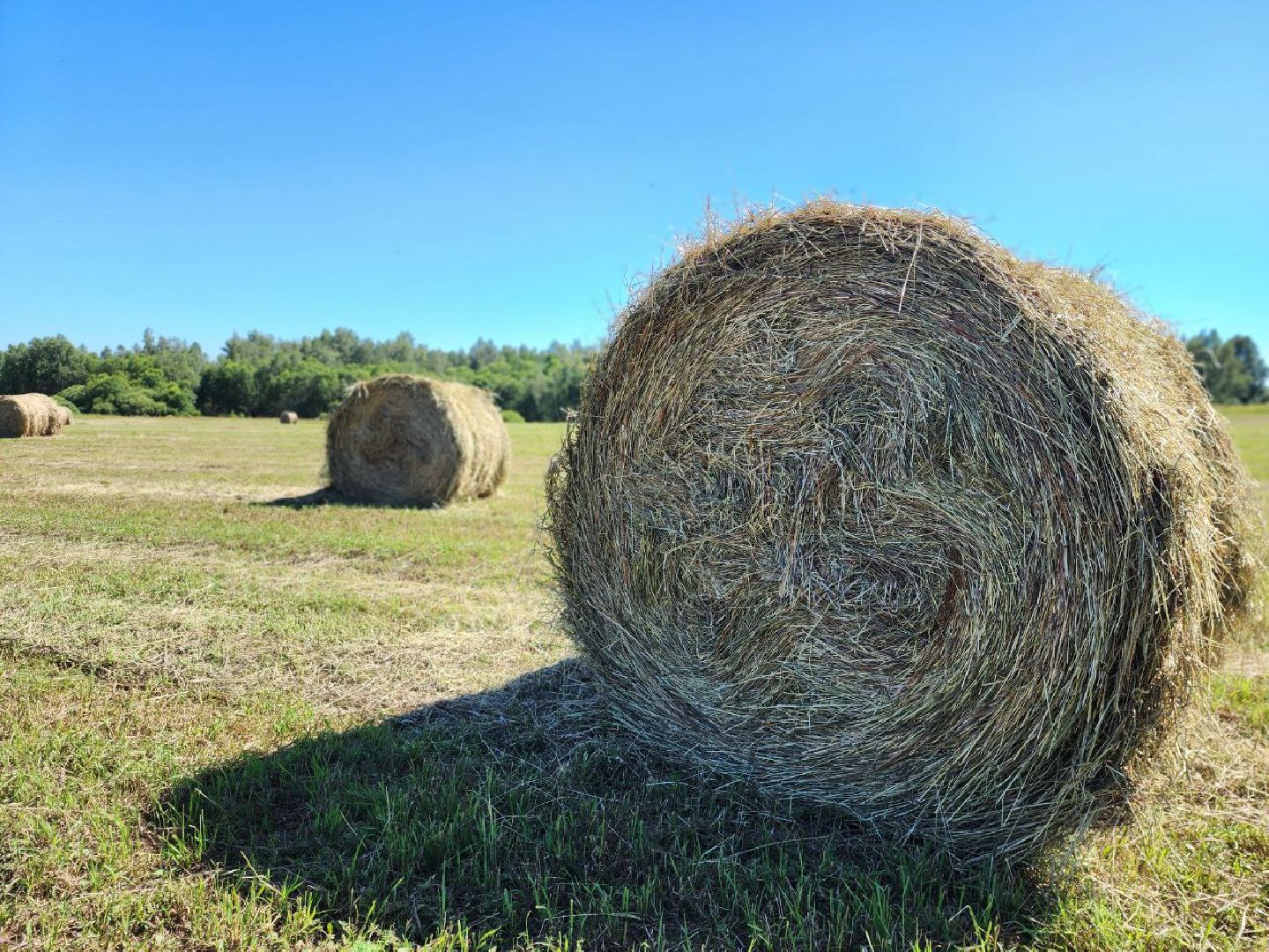 можайск, можайский городской округ, поодмосковье, сельхозпредприятие, колхоз, заготовка сена, сено, сельское хозяйство, аграрии,