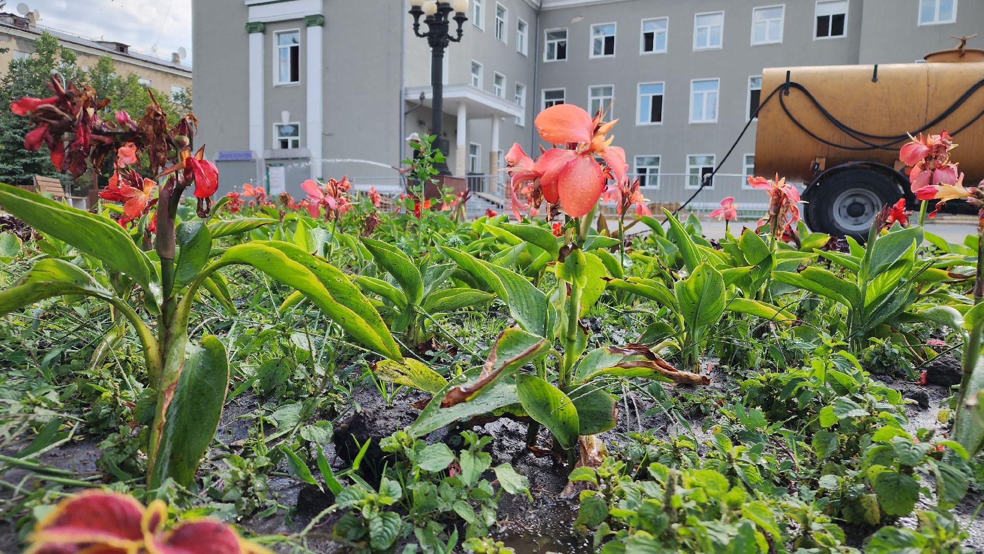 ступино, Полив цветов, комфортная городская среда,