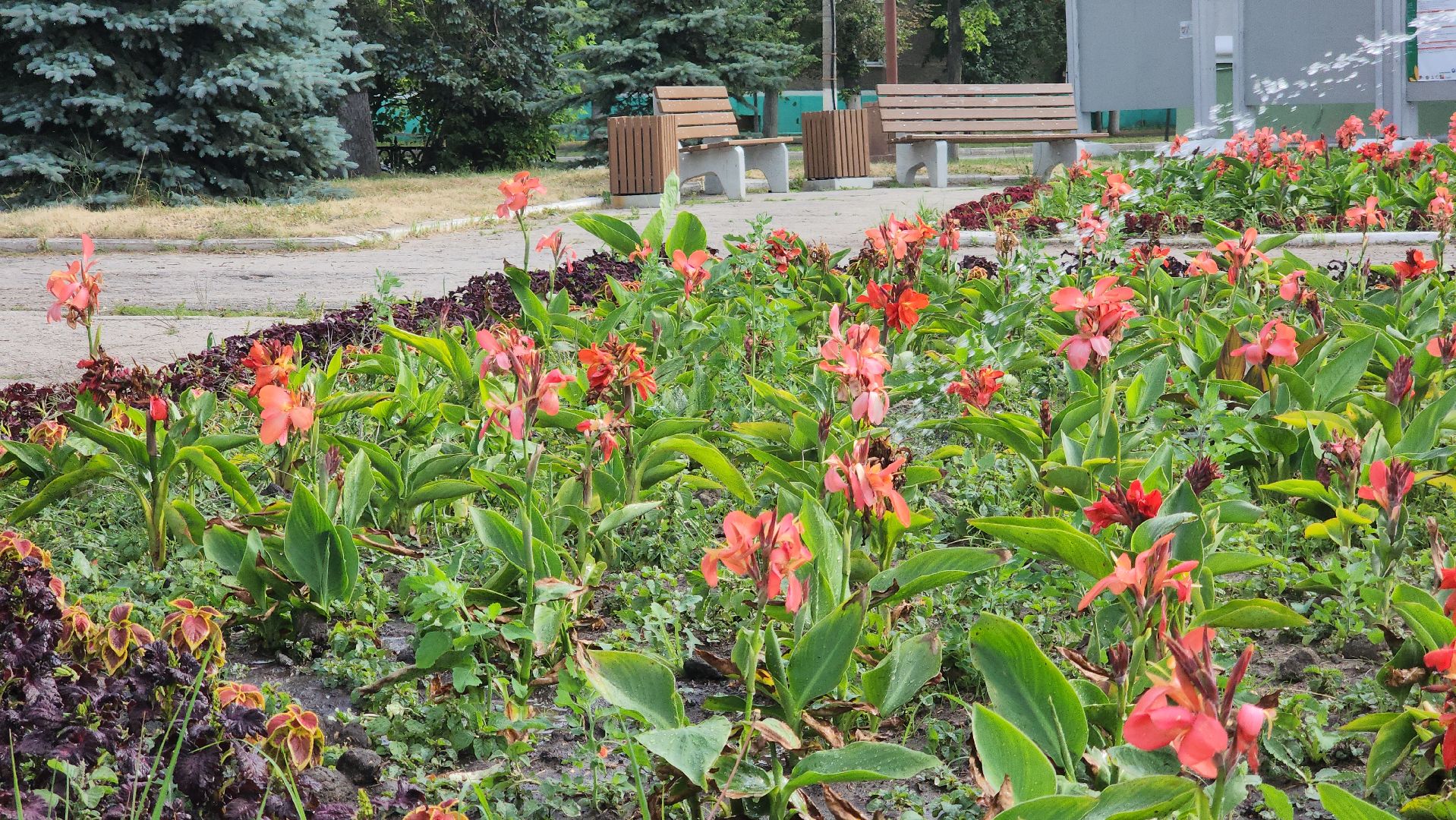 ступино, Полив цветов, комфортная городская среда,