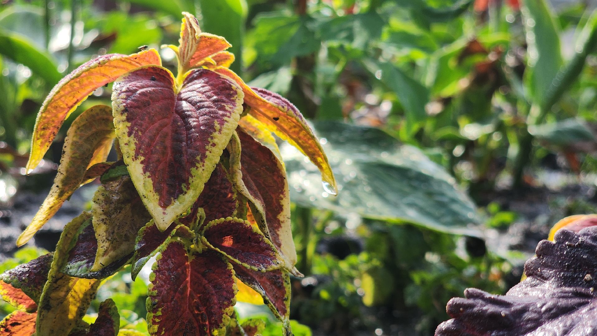 ступино, Полив цветов, комфортная городская среда,