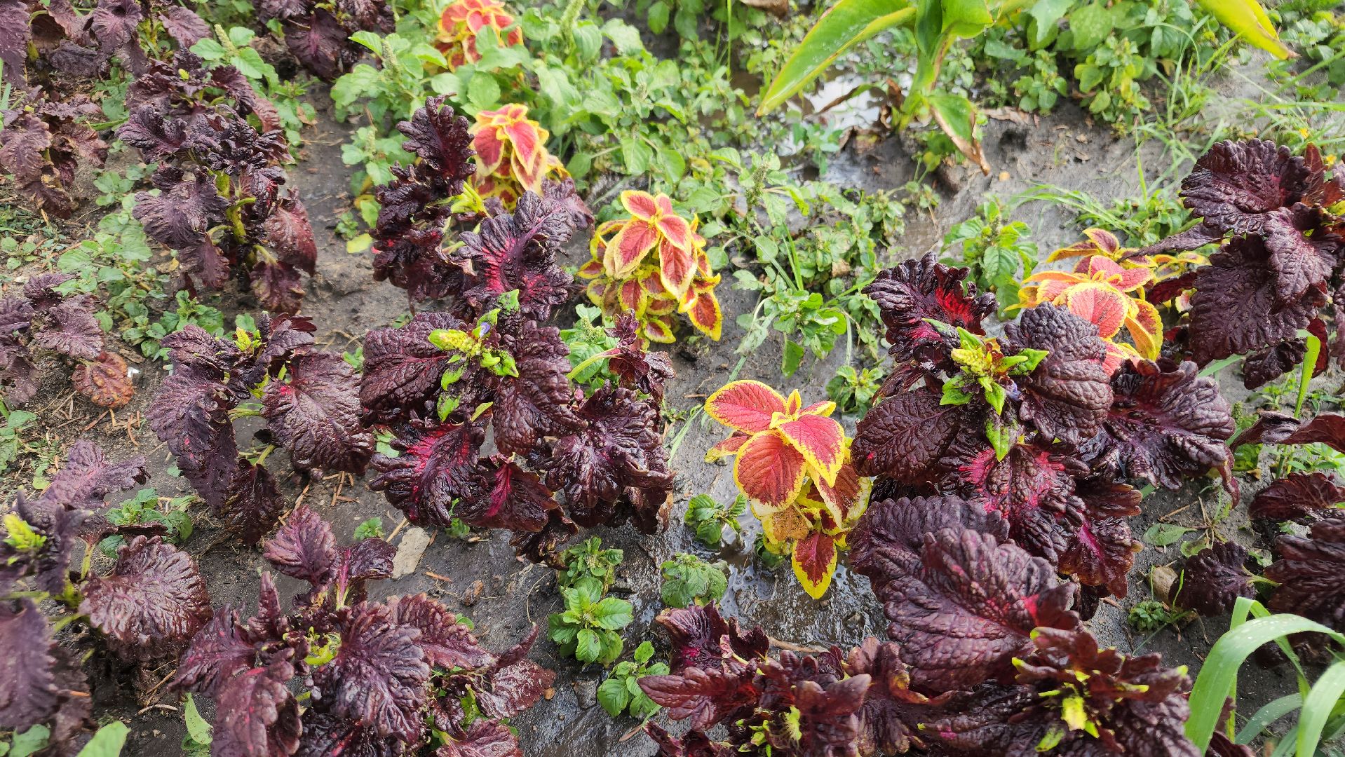 ступино, Полив цветов, комфортная городская среда,