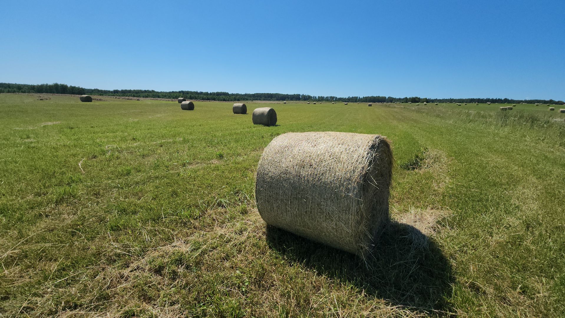серпухов, деревня барыбино, заготовка сена, агрокомплекс, туровский, сельское хозяйство,