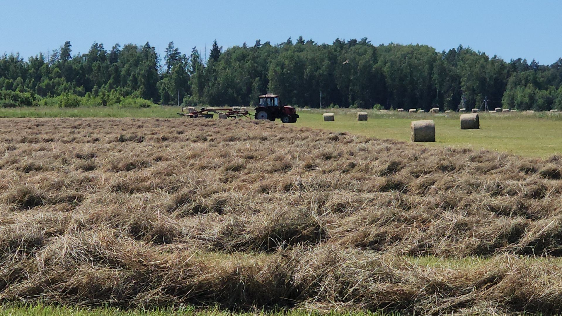 серпухов, деревня барыбино, заготовка сена, агрокомплекс, туровский, сельское хозяйство,