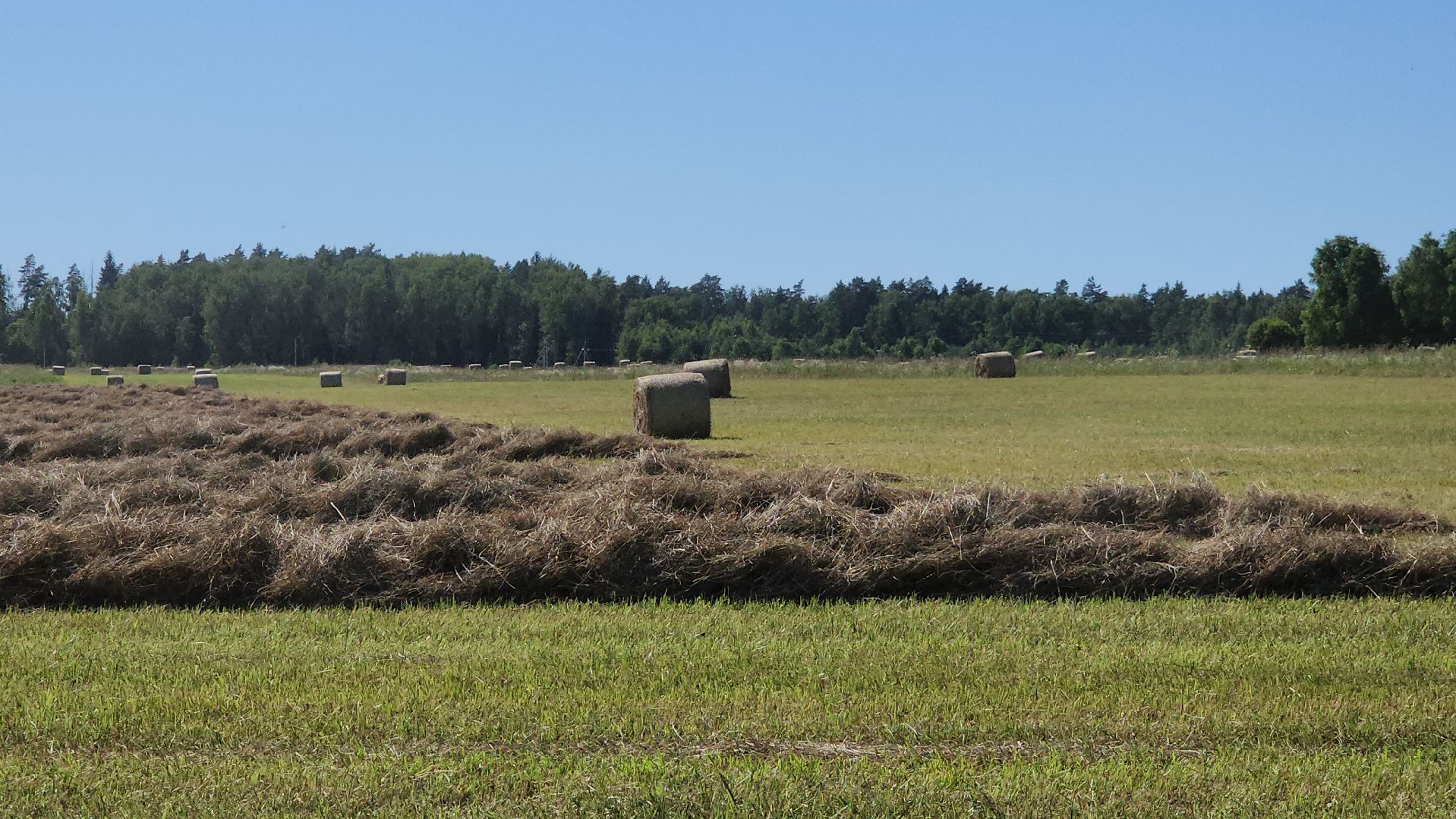серпухов, деревня барыбино, заготовка сена, агрокомплекс, туровский, сельское хозяйство,