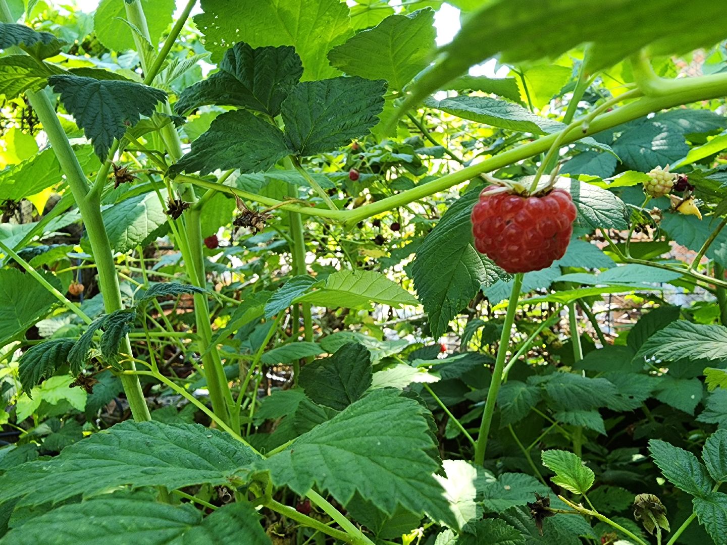 садоводство, огородничество, урожай, Старая Купавна, Богородский городской округ,