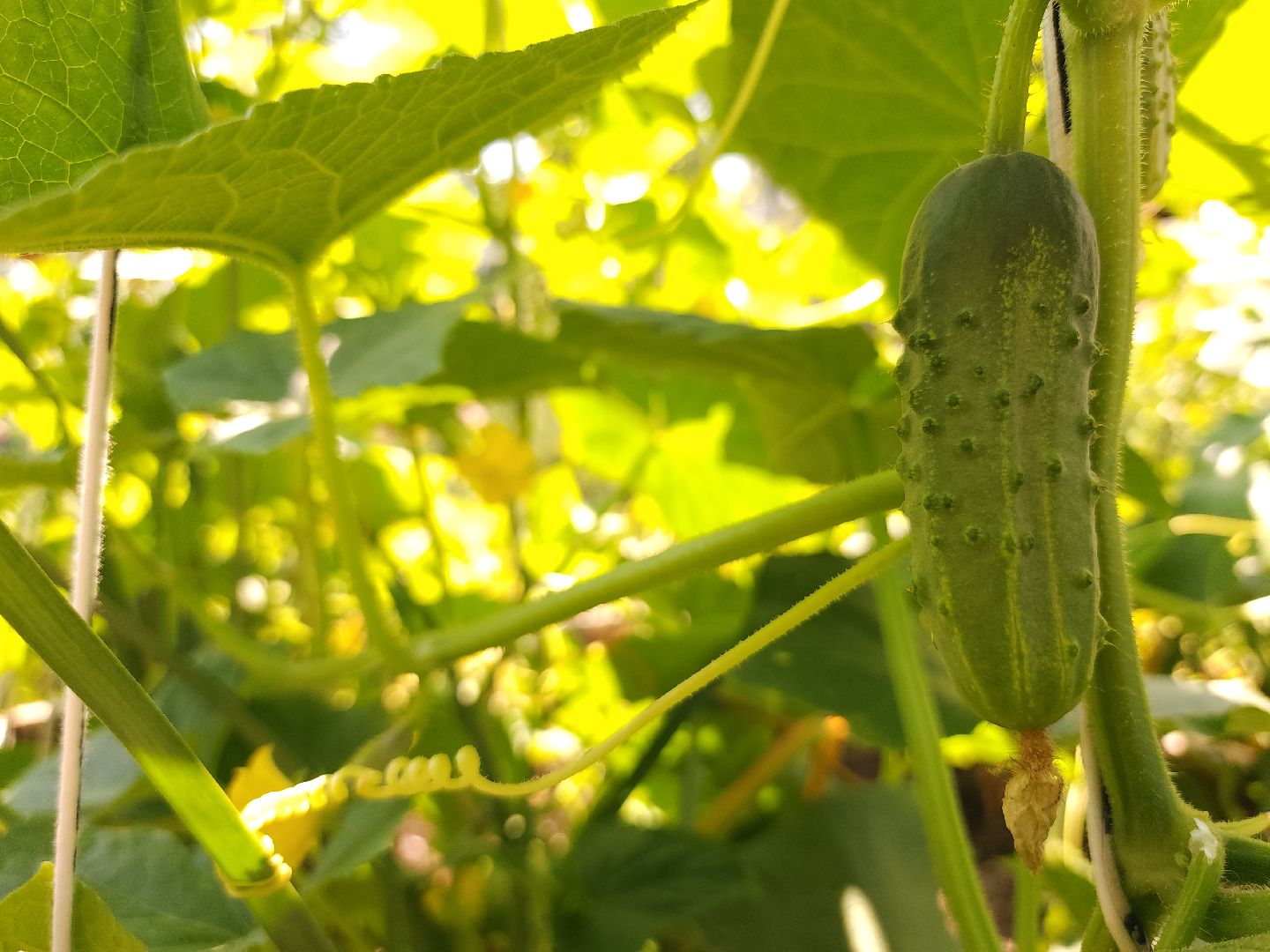 садоводство, огородничество, урожай, Старая Купавна, Богородский городской округ,
